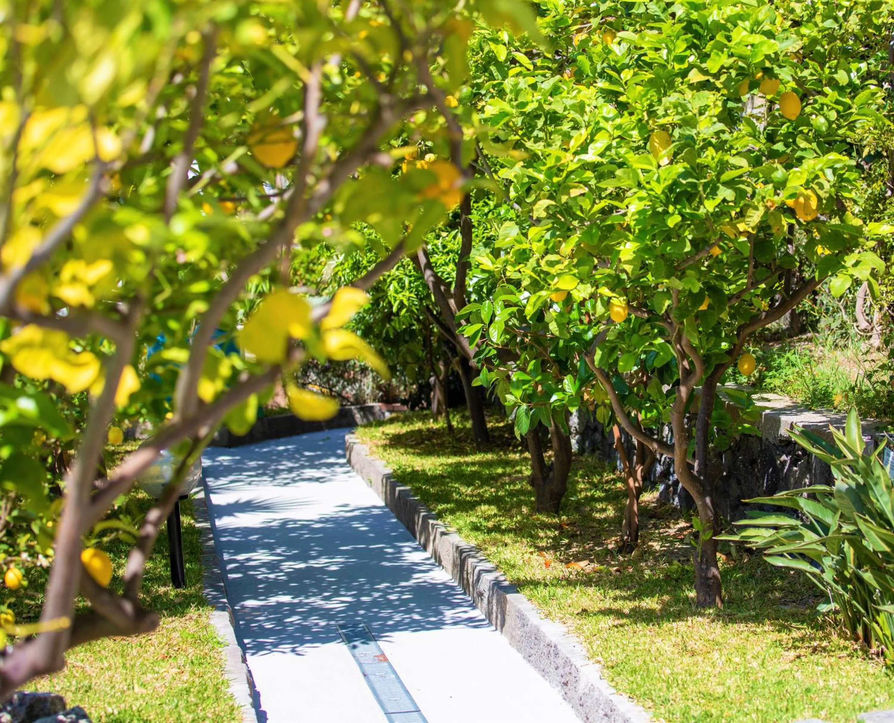Garden in Hotel La Mandorla