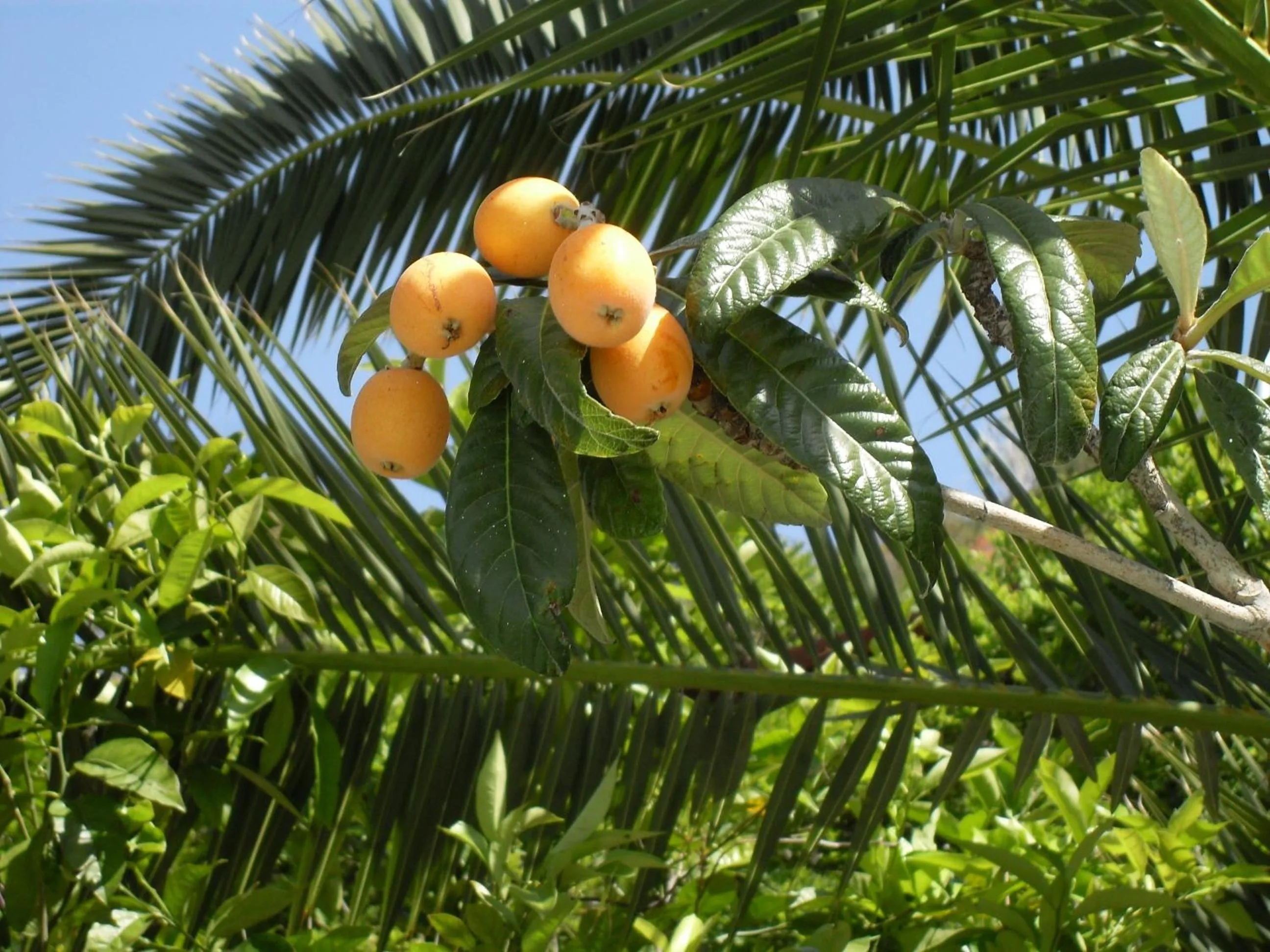 Garden in Hotel La Mandorla