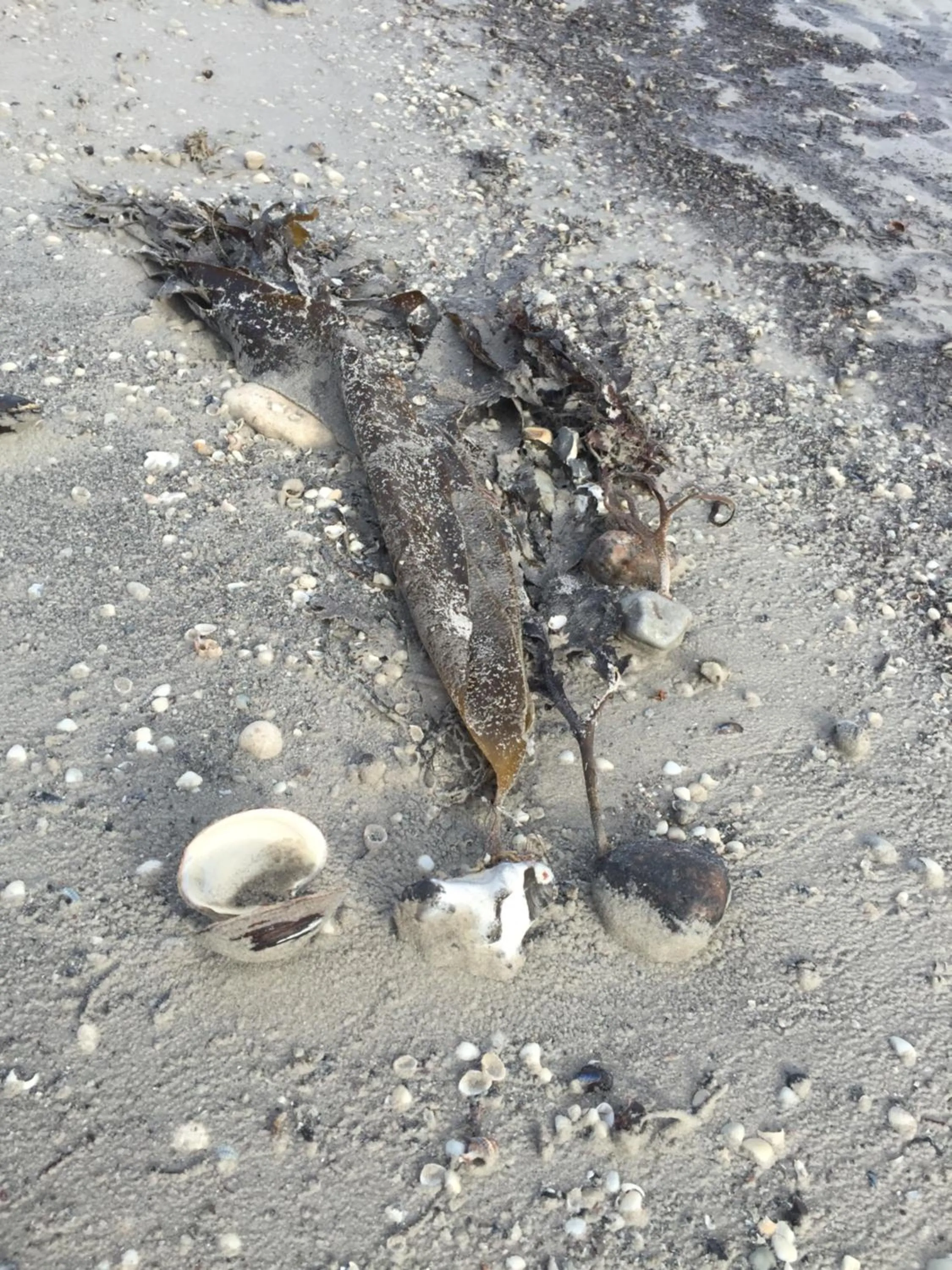 Beach in Hotel Havlund Bed and Breakfast