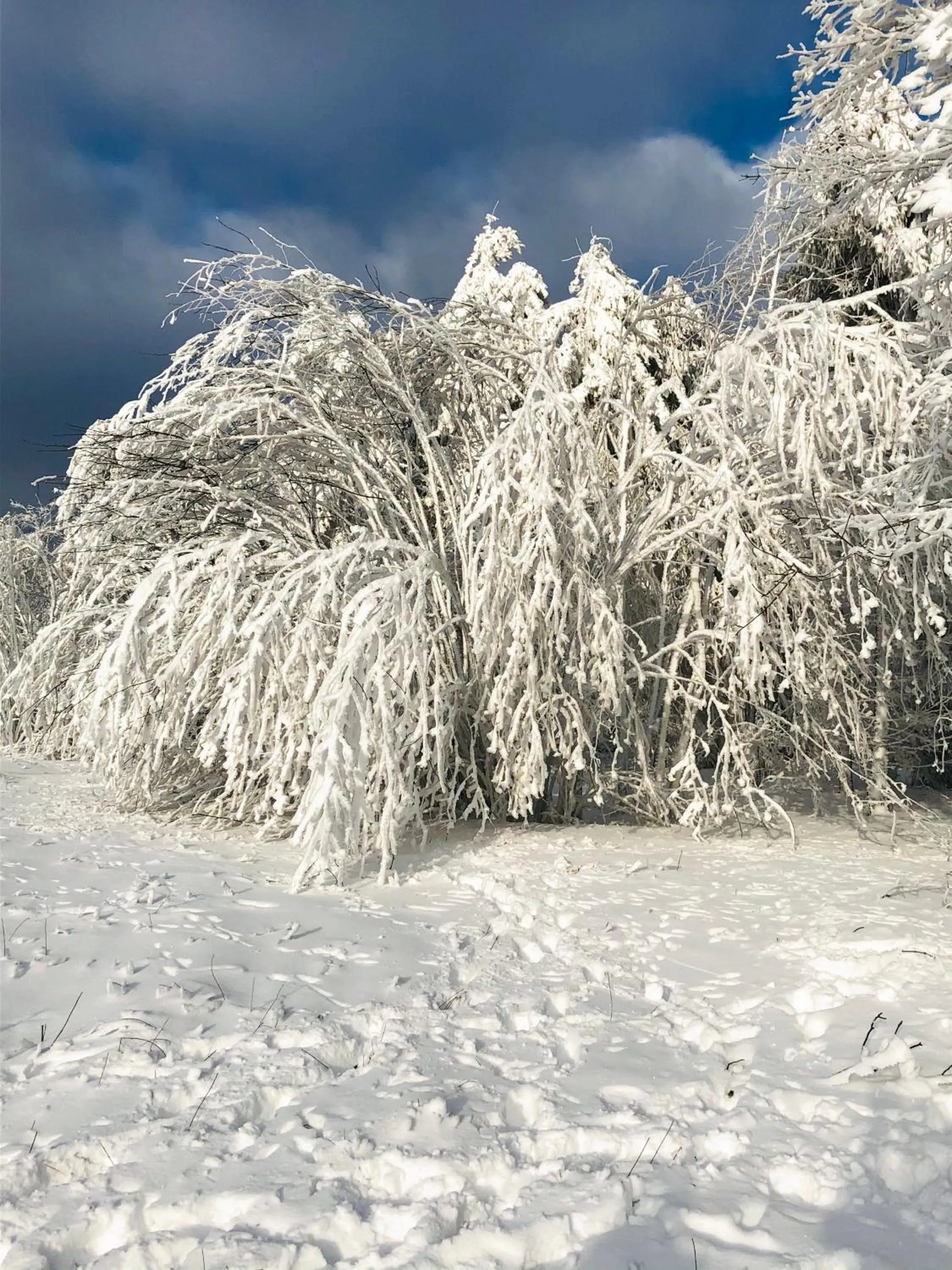 Off site in Waldhotel Ehrental