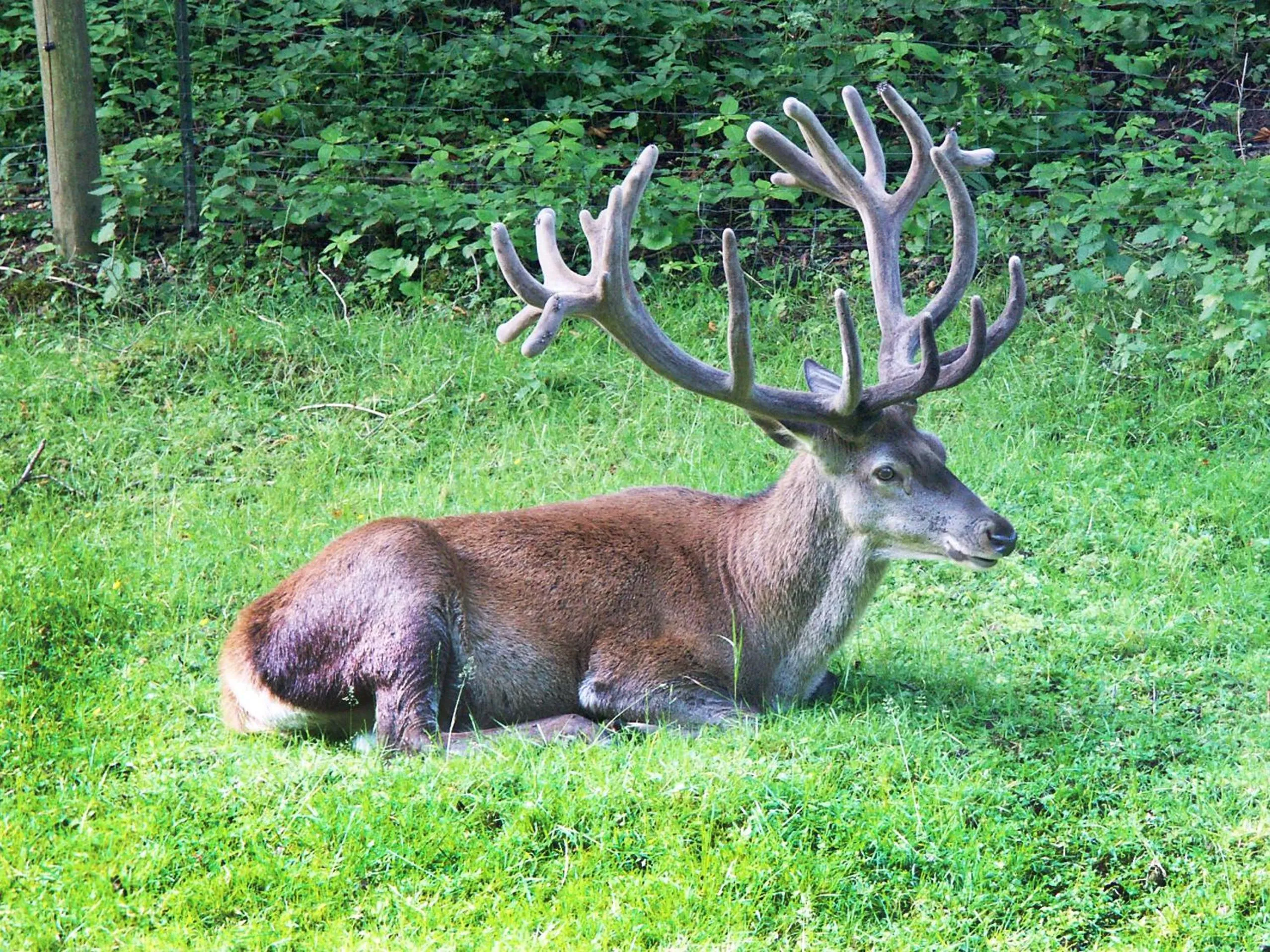 View (from property/room) in Waldhotel Ehrental
