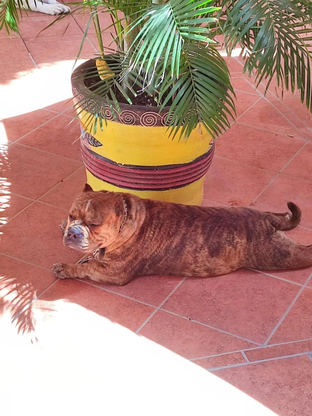 Bungalows Las Glorias