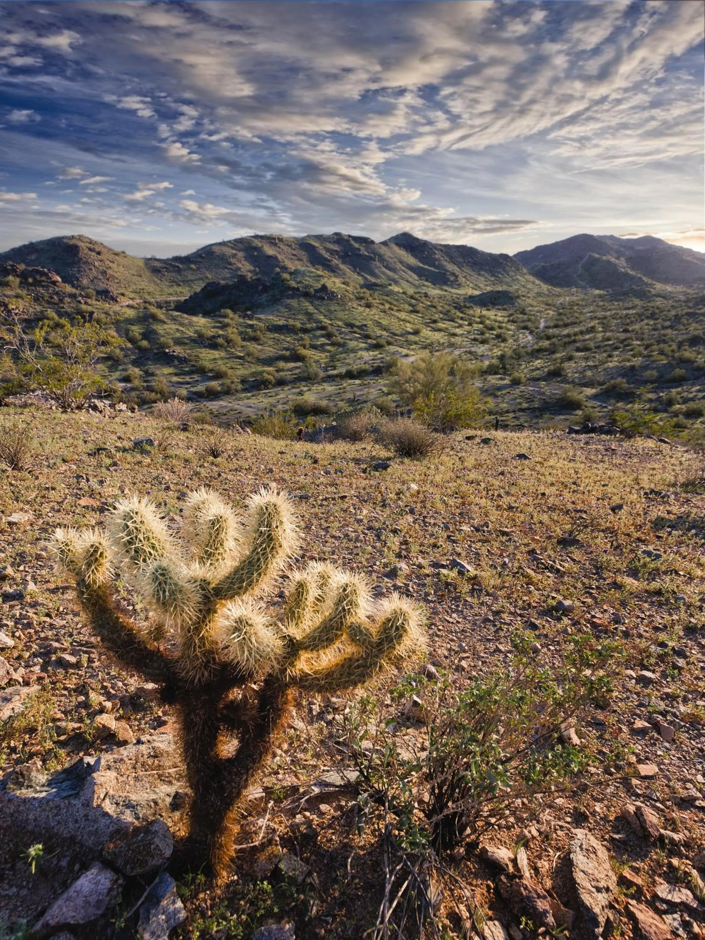 Natural landscape in WorldMark Phoenix - South Mountain Preserve