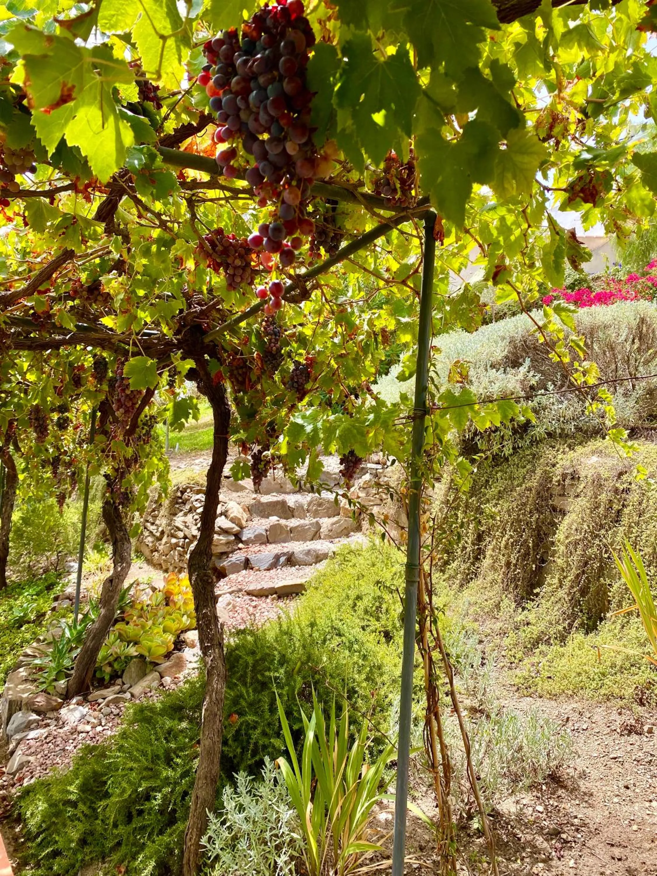 Garden view in Hostal Avalon