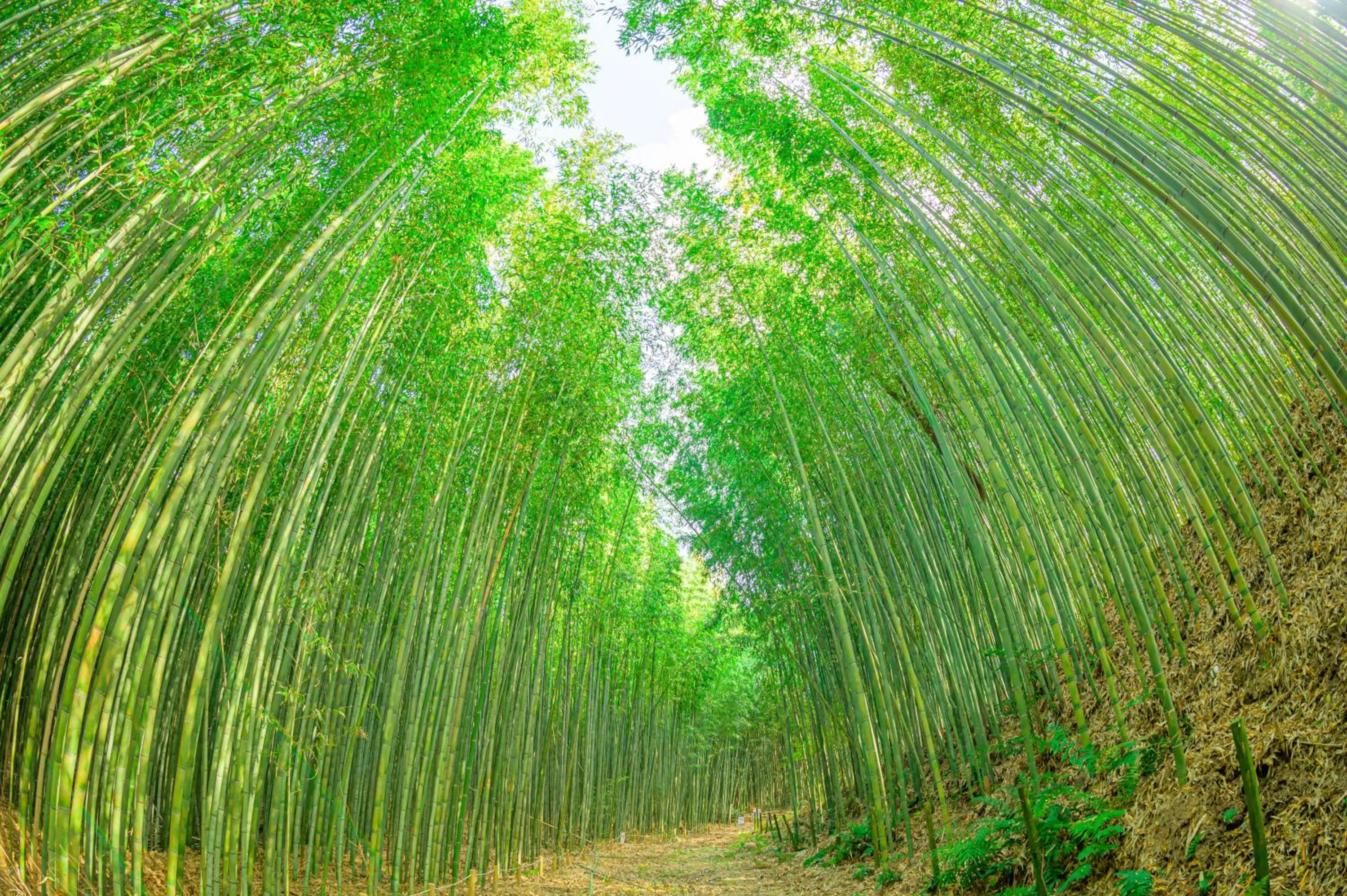Natural landscape in Motoyu Kosenkaku