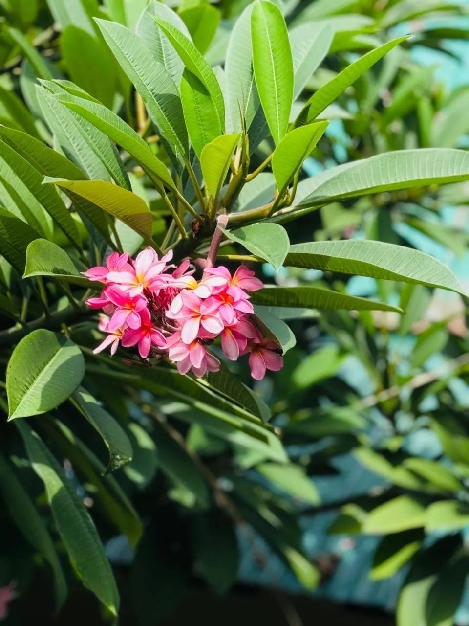 Garden in Lazy Dog Bed & Breakfast