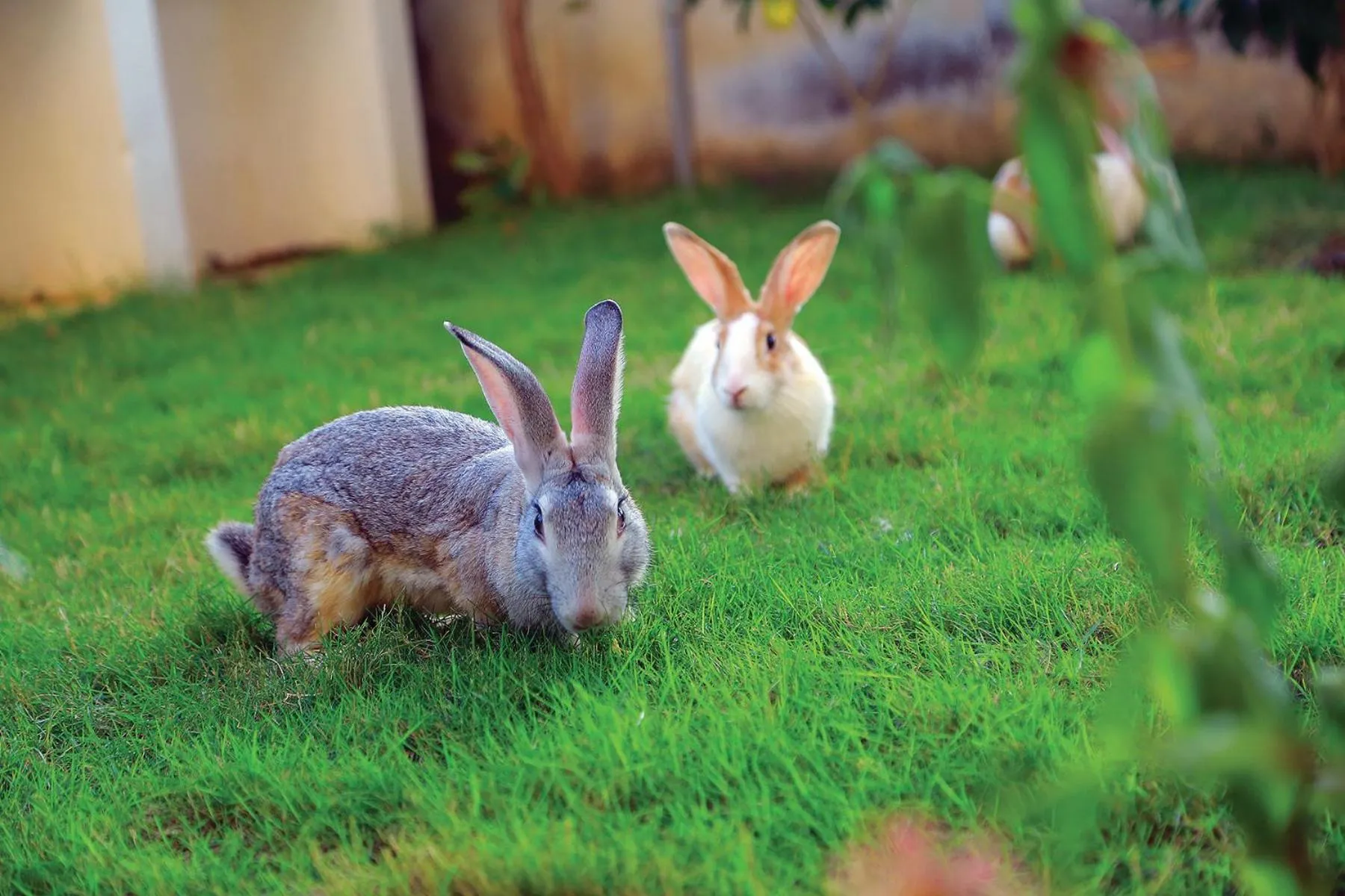 Pets in Chettinadu Court- HERITAGE VIEW