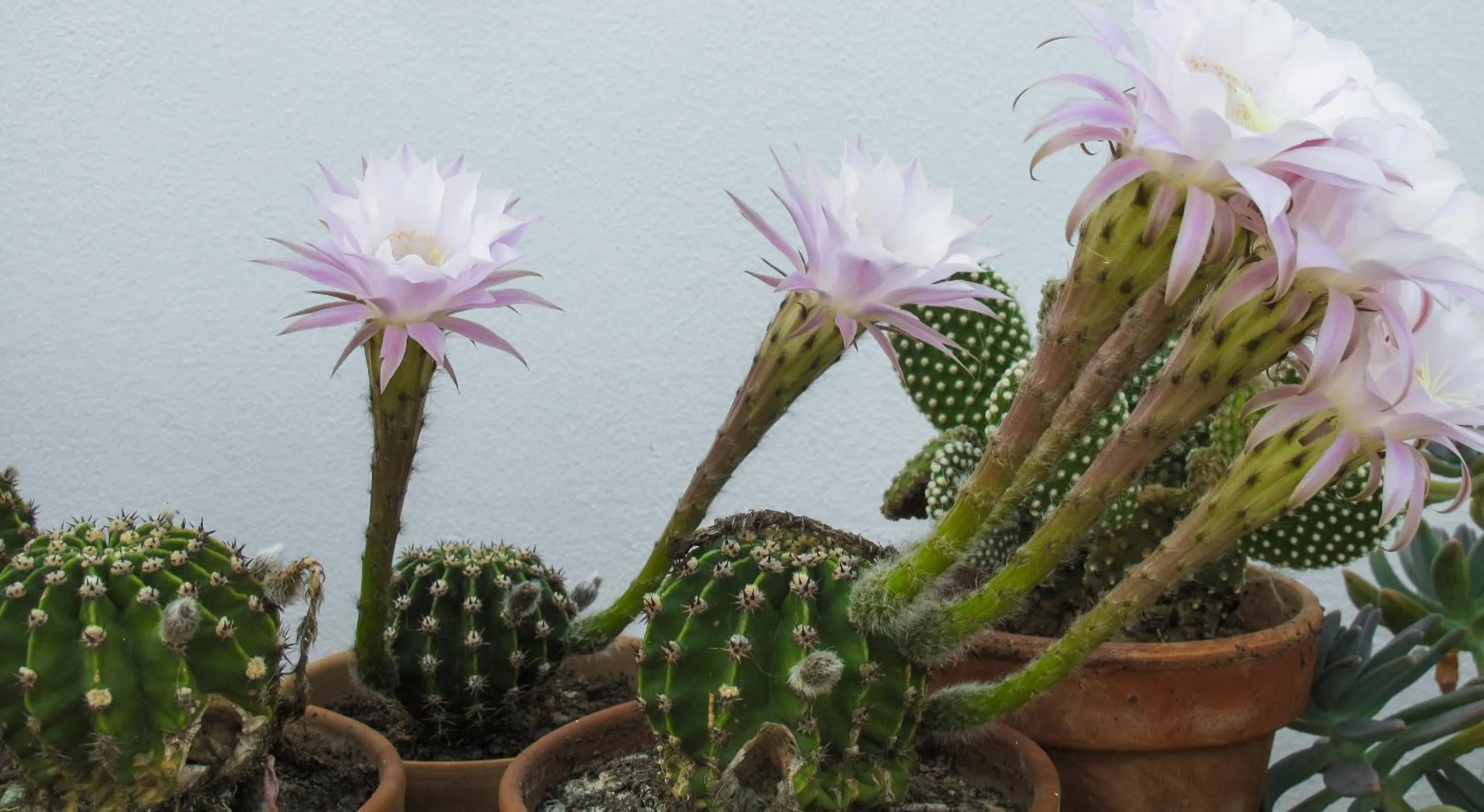 Decorative detail in B&B Sosta A Ponente