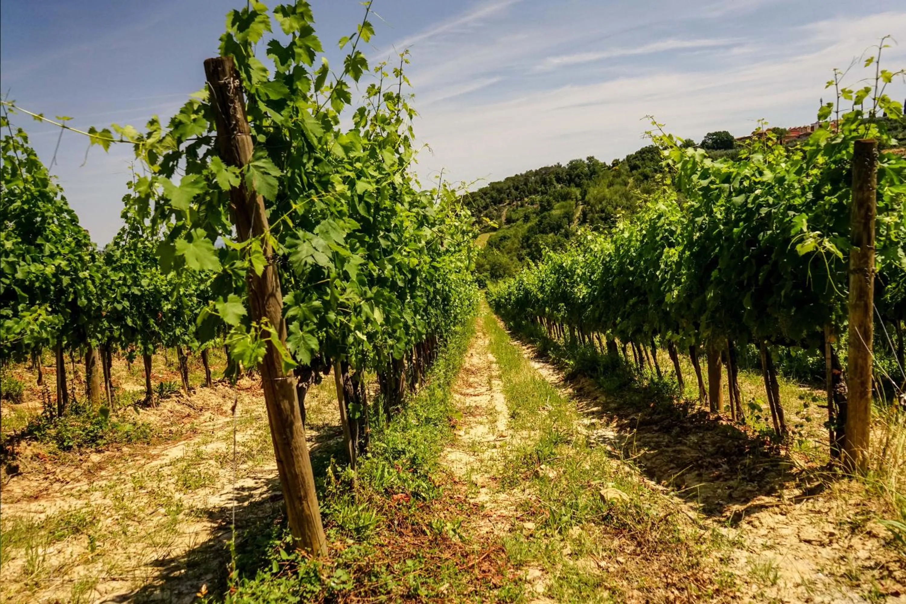 Neighbourhood in Tenuta Sant'Ilario
