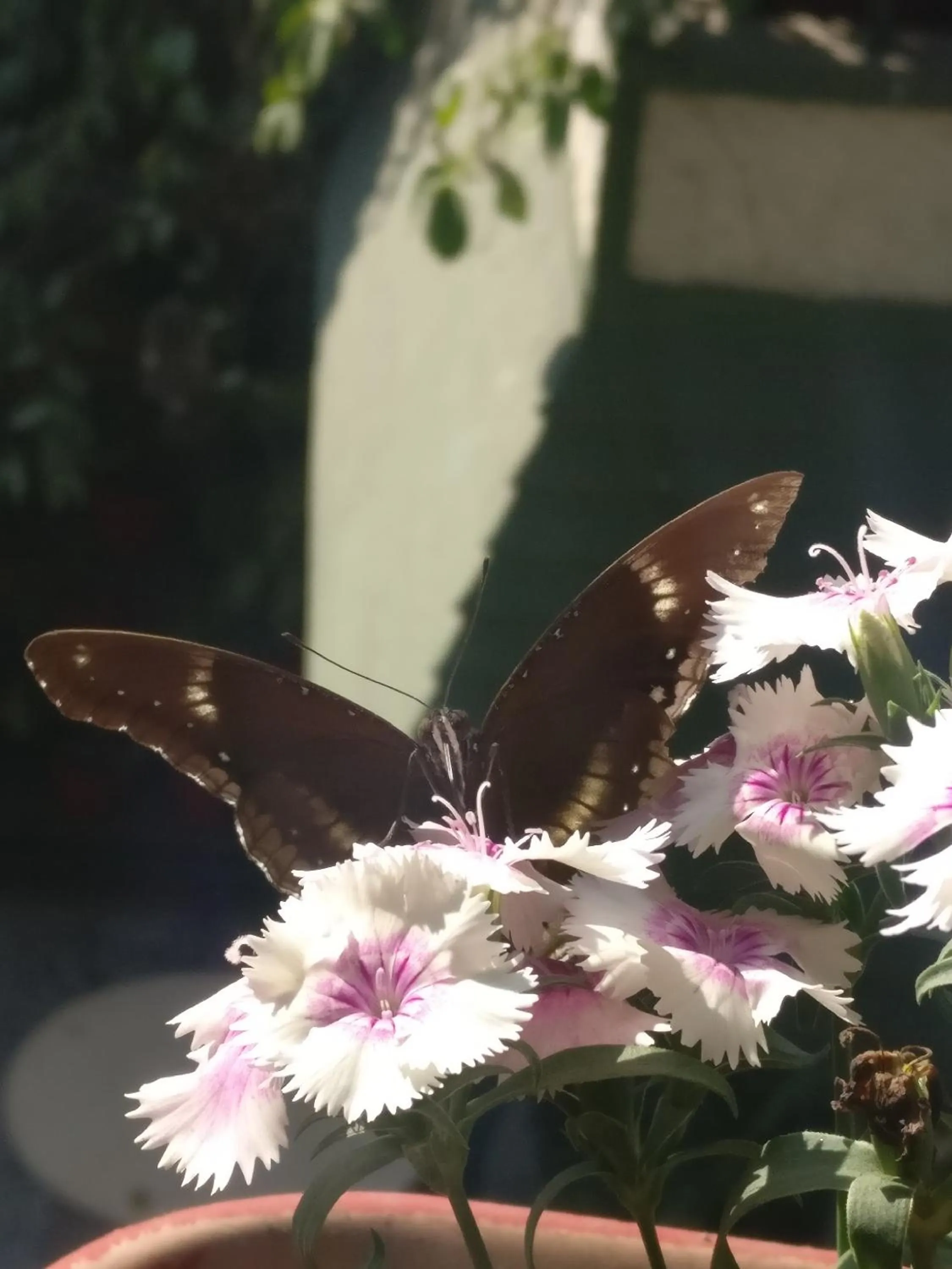 Patio in Hotel Embassy