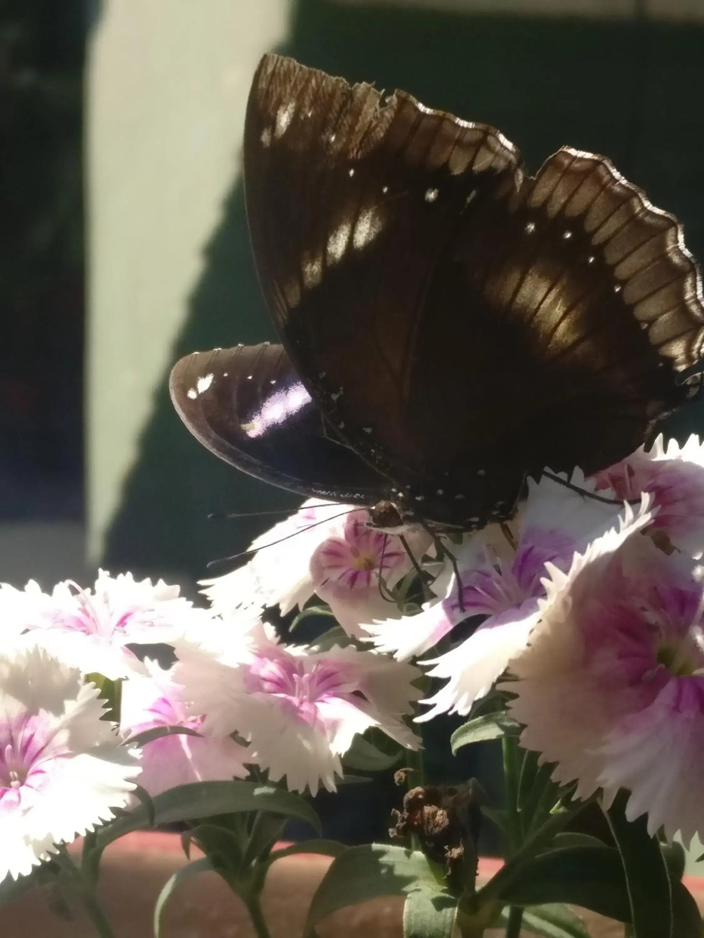 Property building in Hotel Embassy Property building in Hotel Embassy