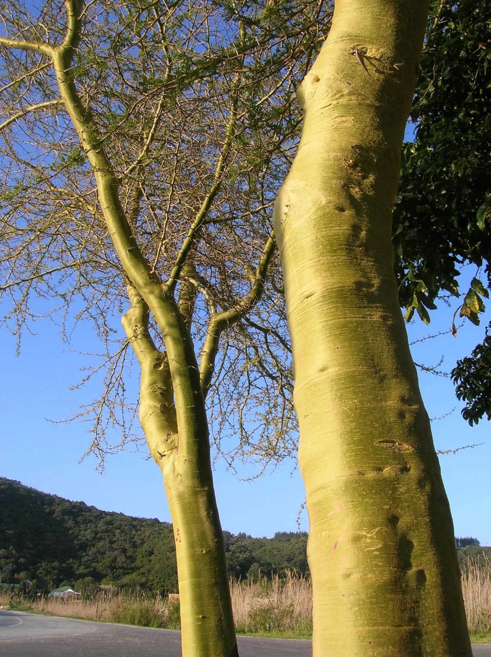 Garden in The Old Trading Post