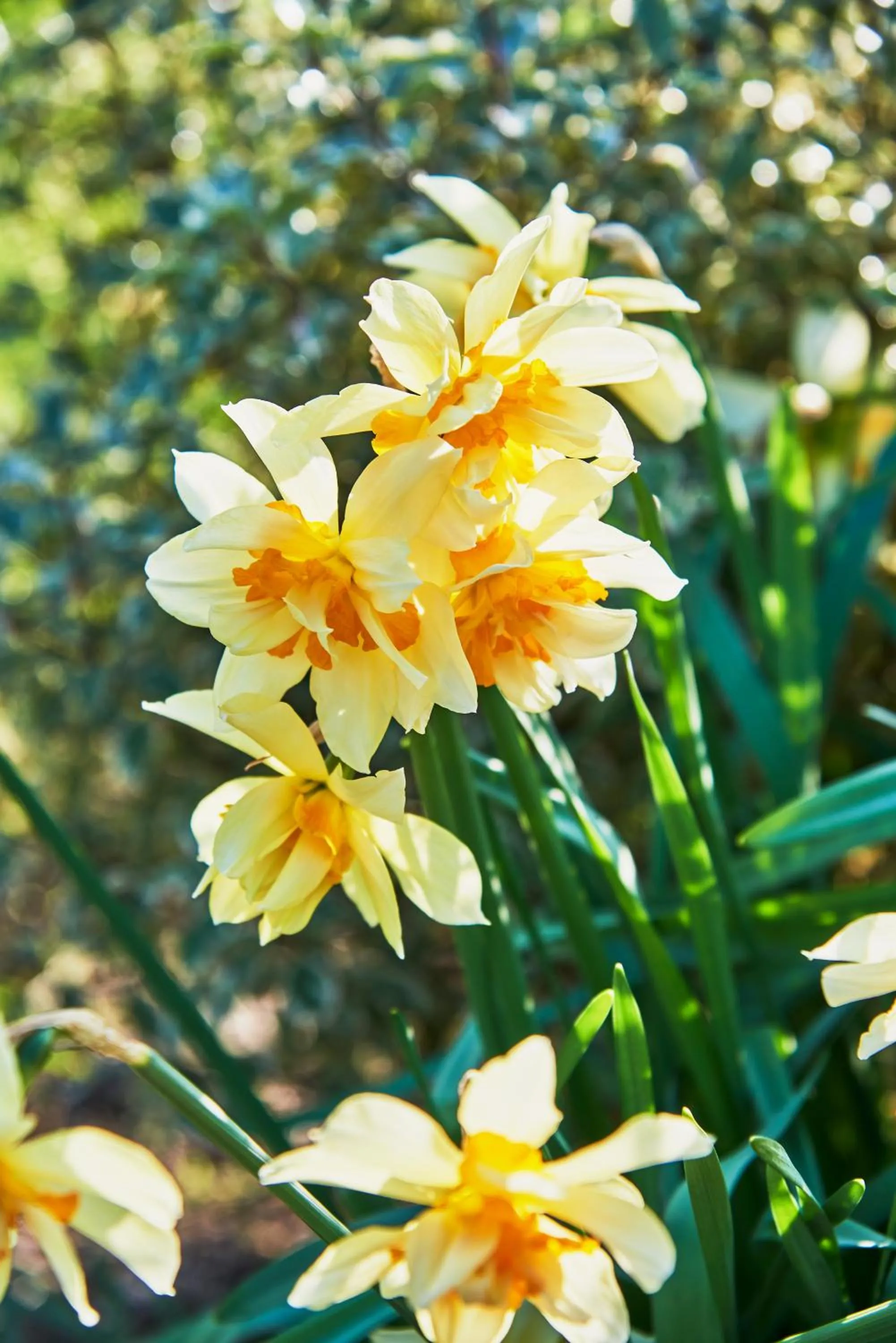 Hotel Spa Les Saules