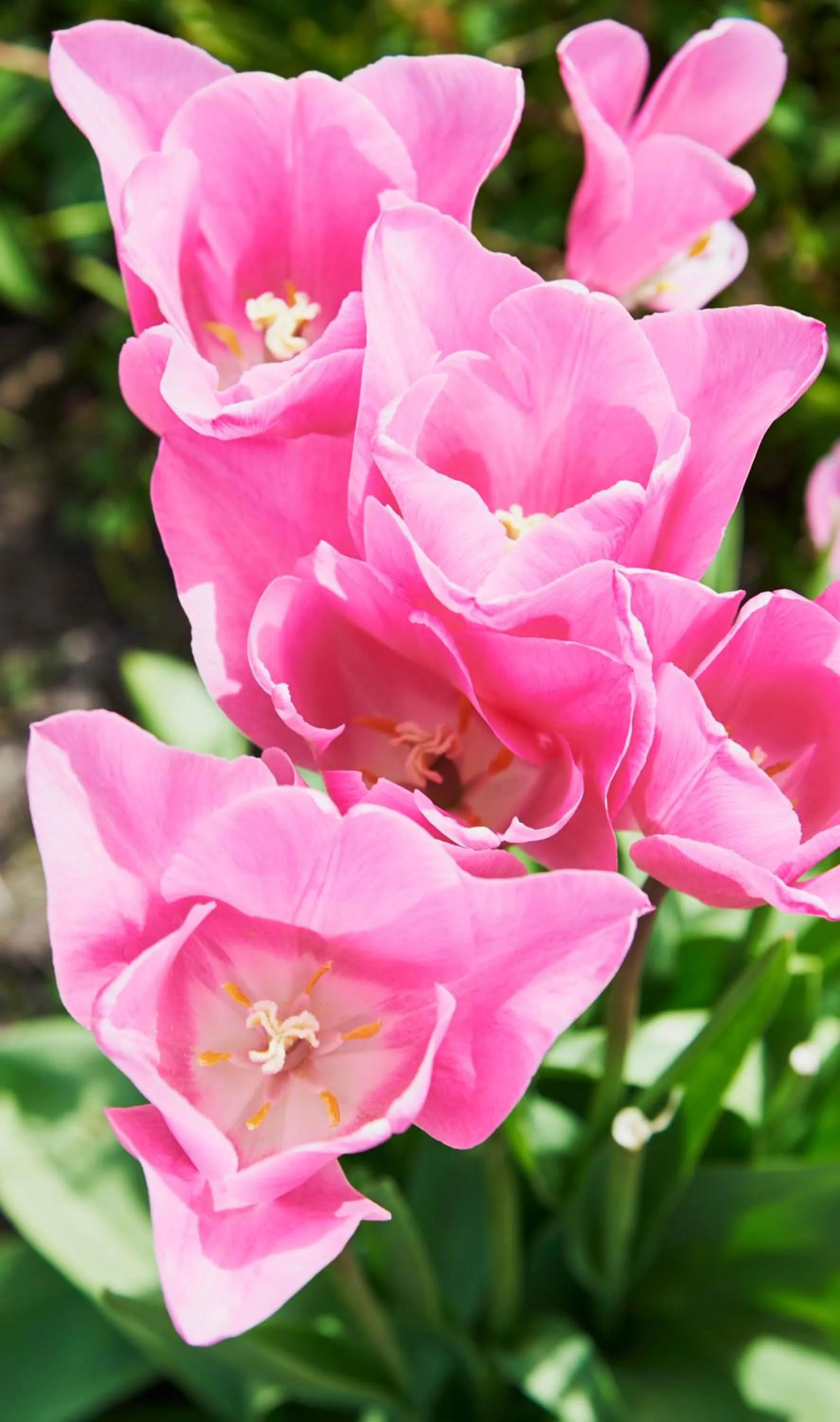 Hotel Spa Les Saules