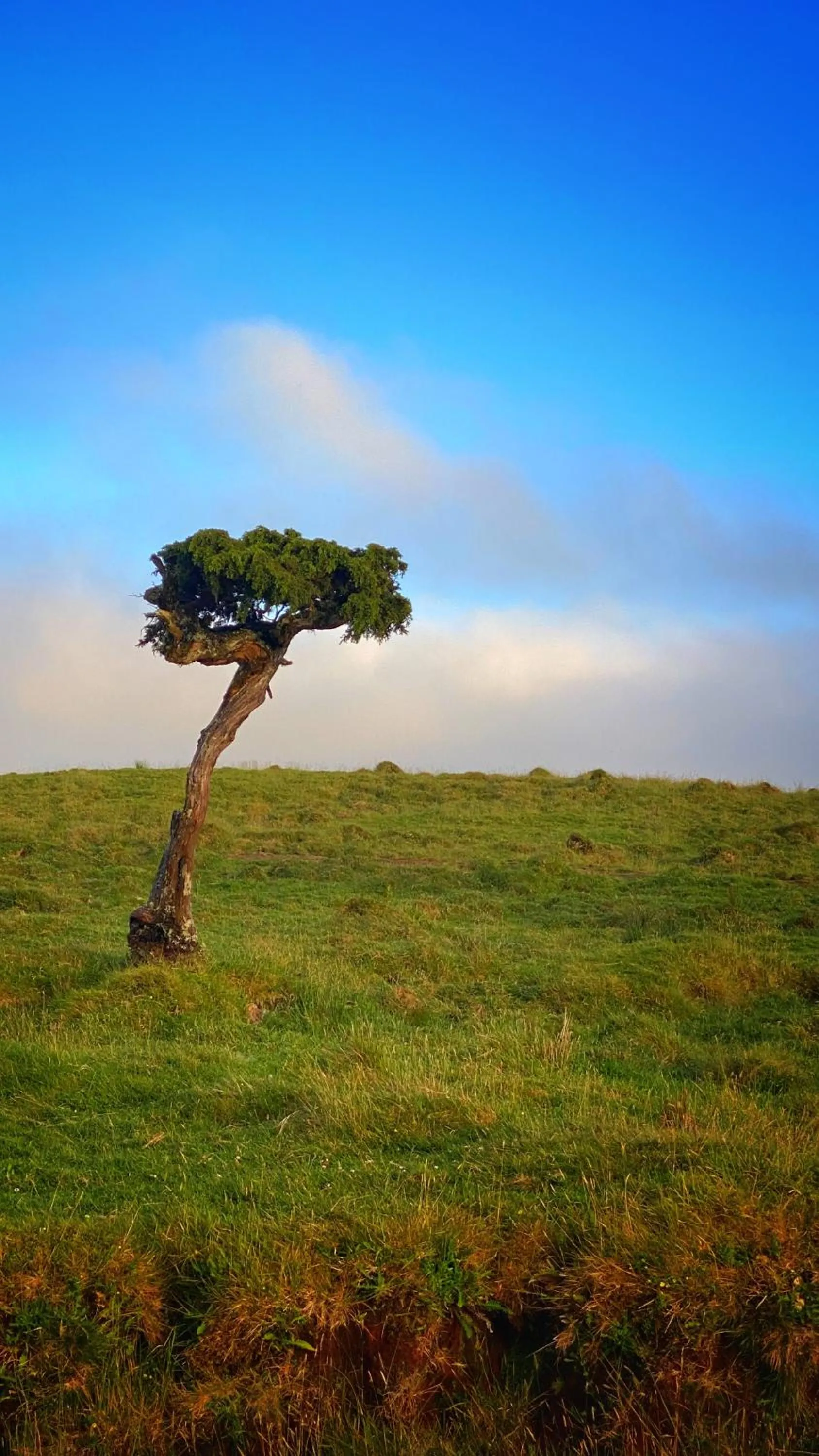 Natural landscape in Miradouro da Papalva Guest House - Pico - Azores