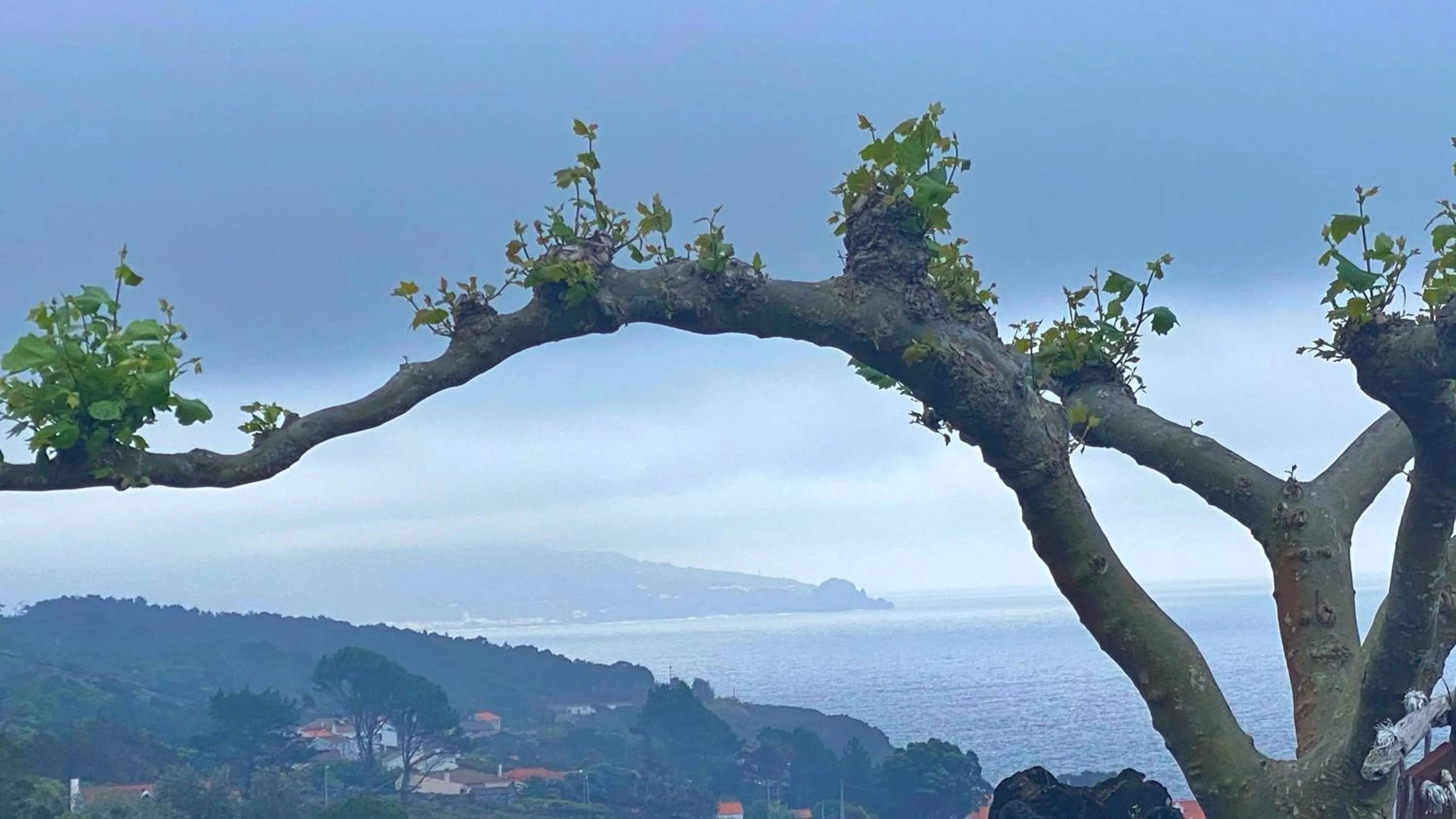 View (from property/room) in Miradouro da Papalva Guest House - Pico - Azores