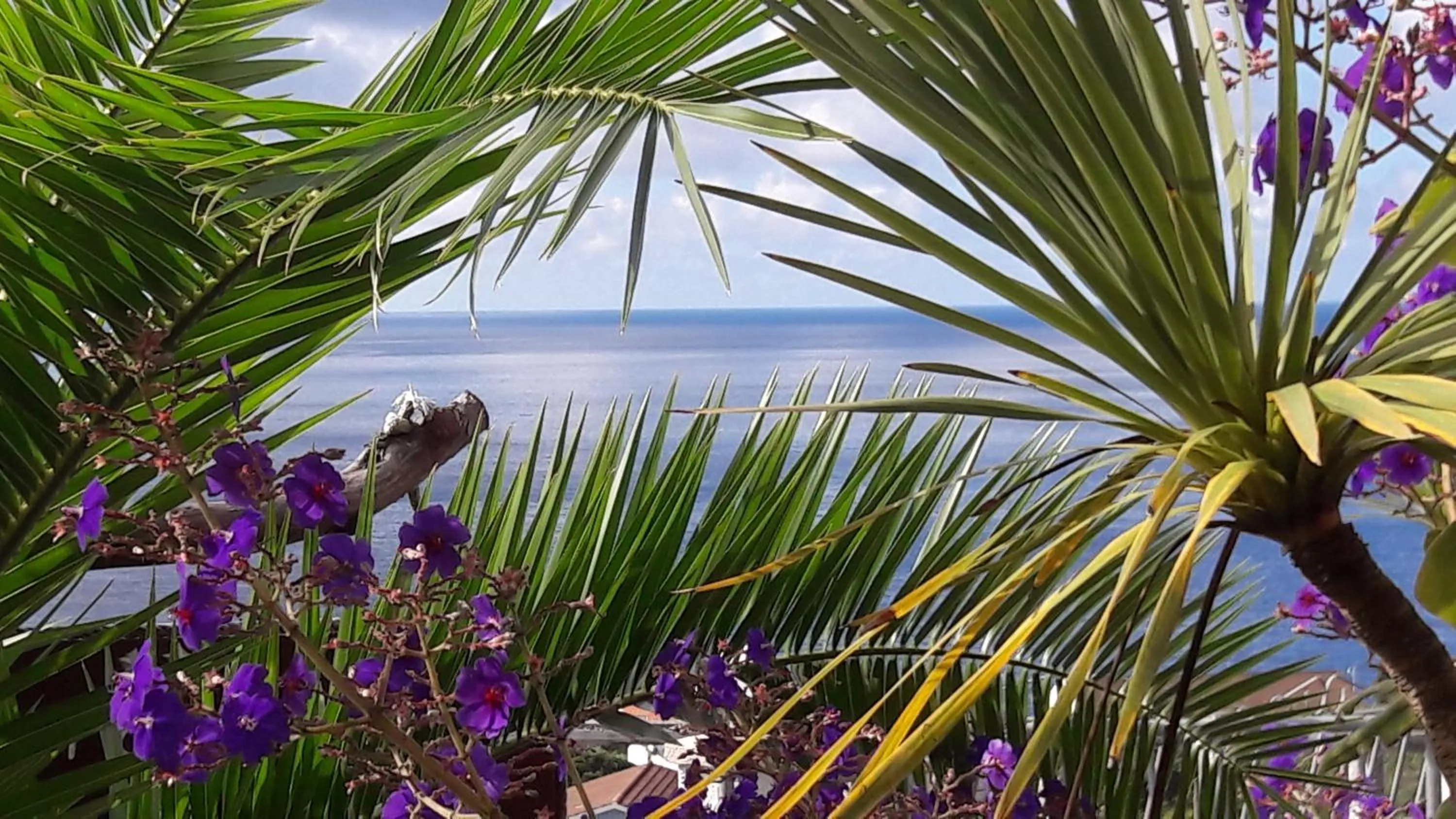 Garden in Miradouro da Papalva Guest House - Pico - Azores