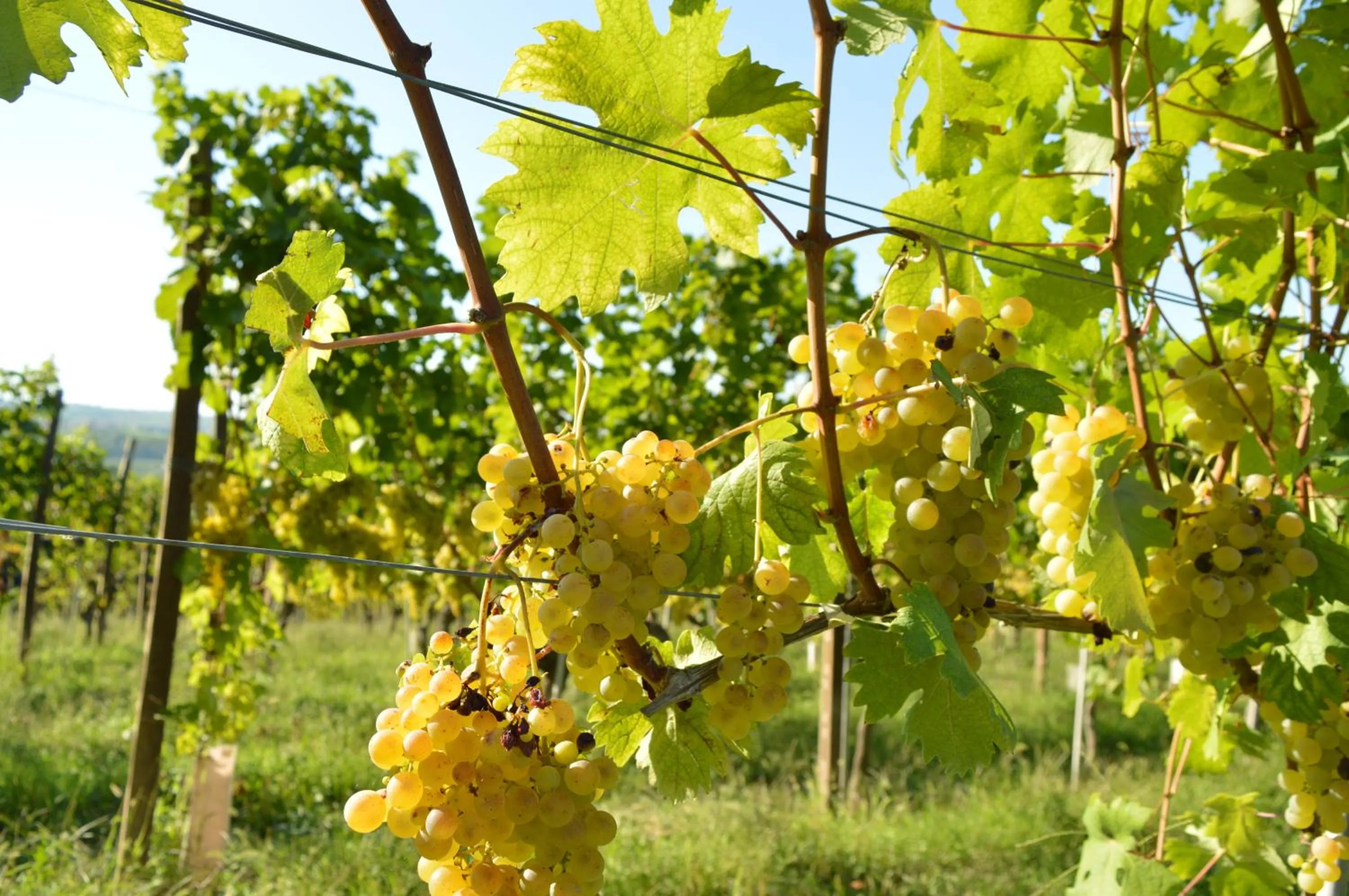 Natural landscape in Bed & Tours Dimora di campagna