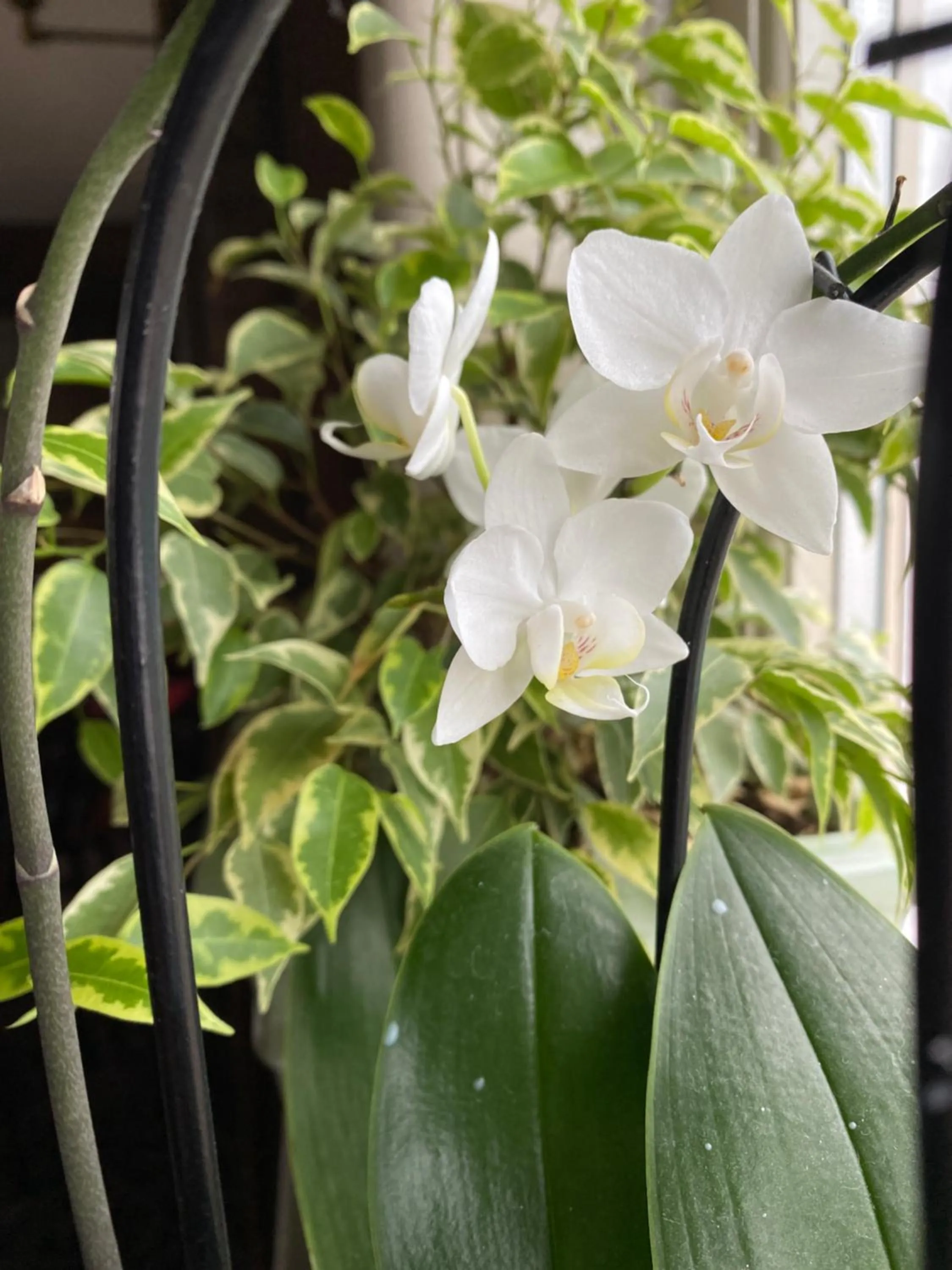 Restaurant/places to eat in The Egerton Arms Astbury