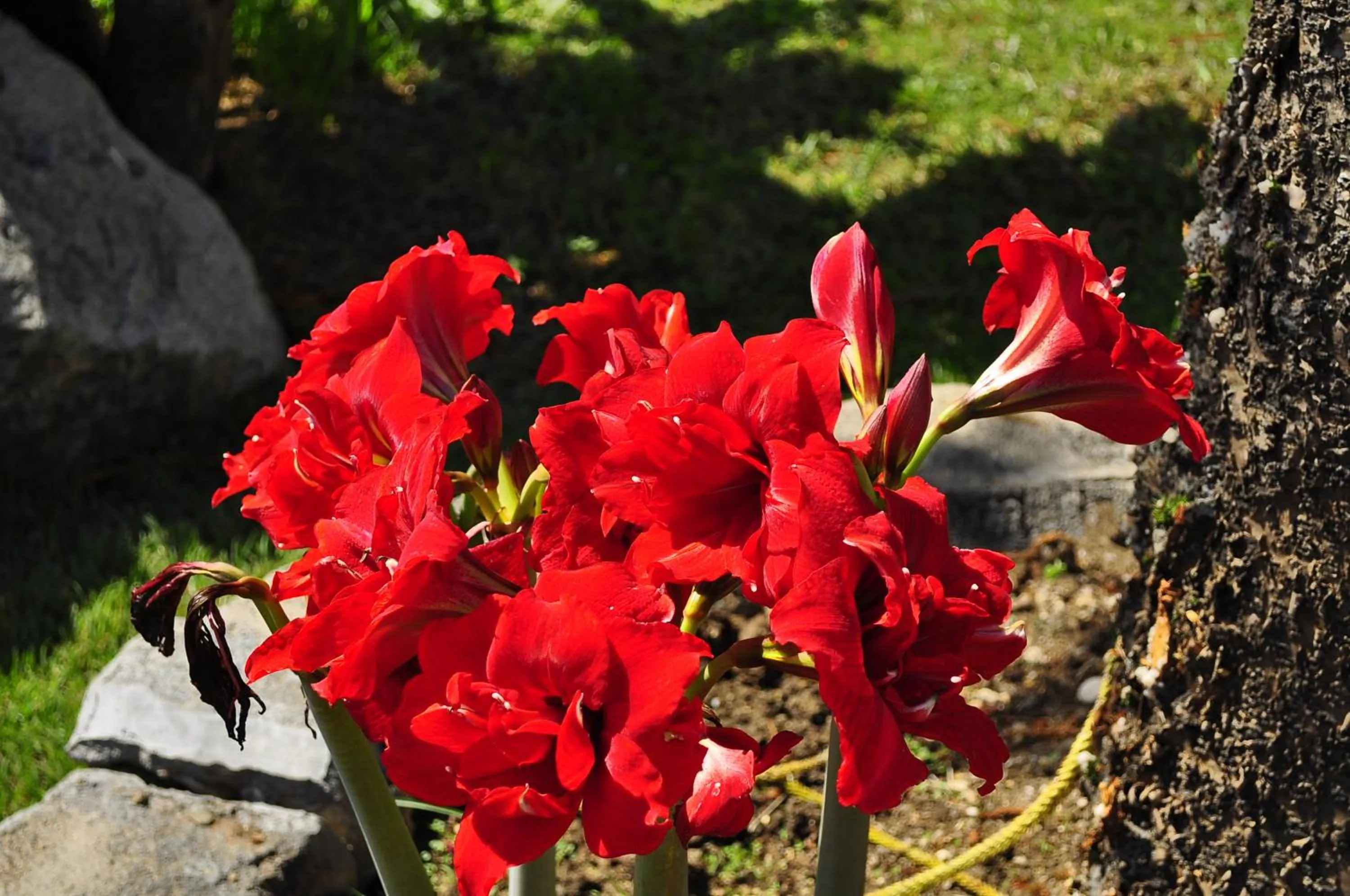 Spring in Ampavris Family Apartments