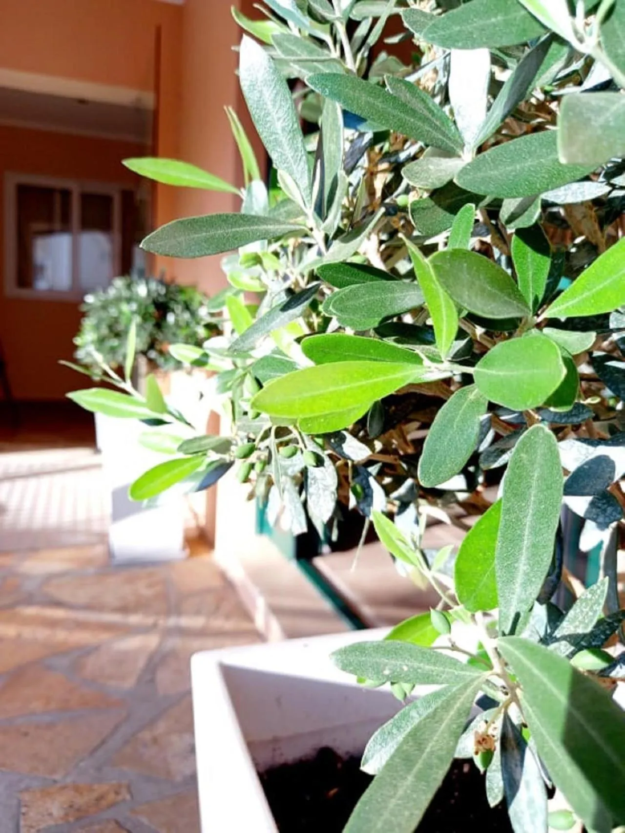 Property building in Vergina Star Hotel