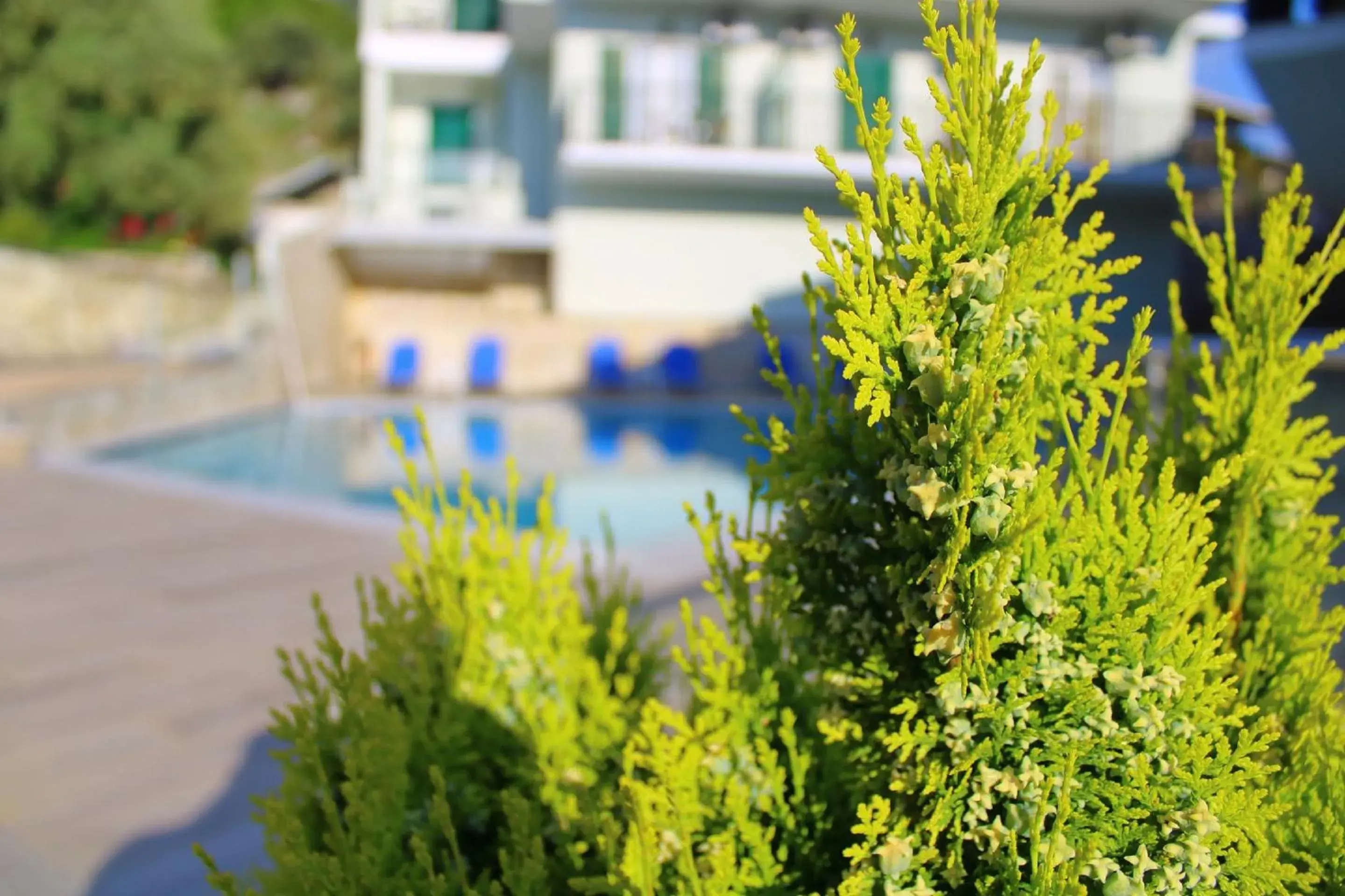 Swimming pool in Vergina Star Hotel Swimming pool in Vergina Star Hotel
