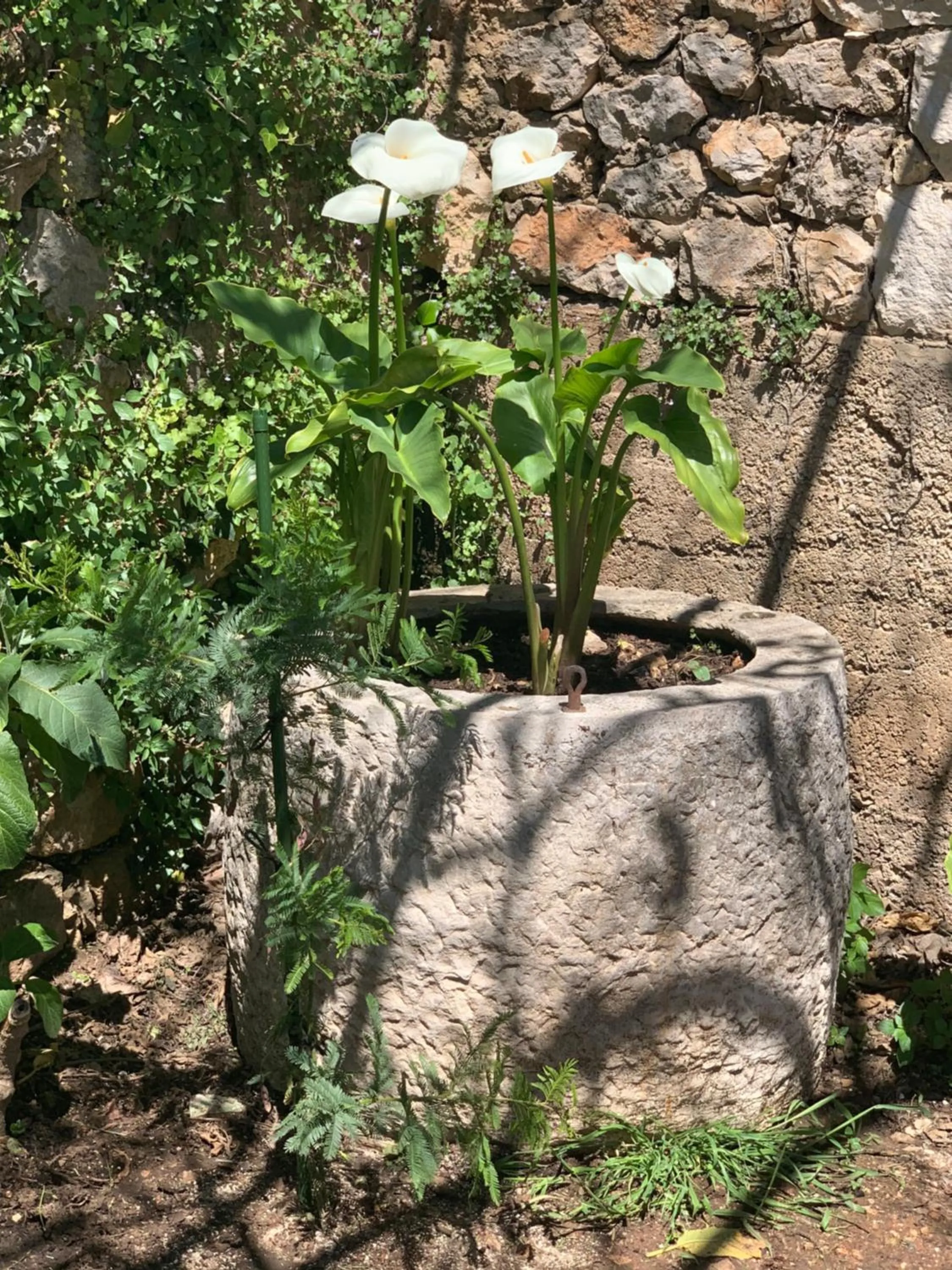 Spring in Guest House Libertas