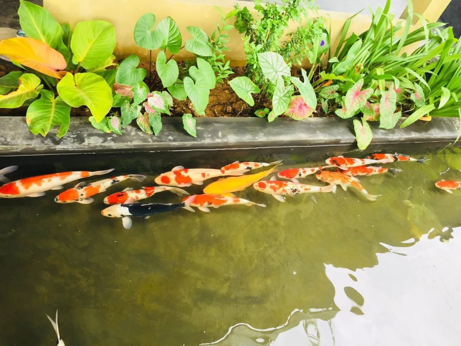 Animals in Palm Pran Resort