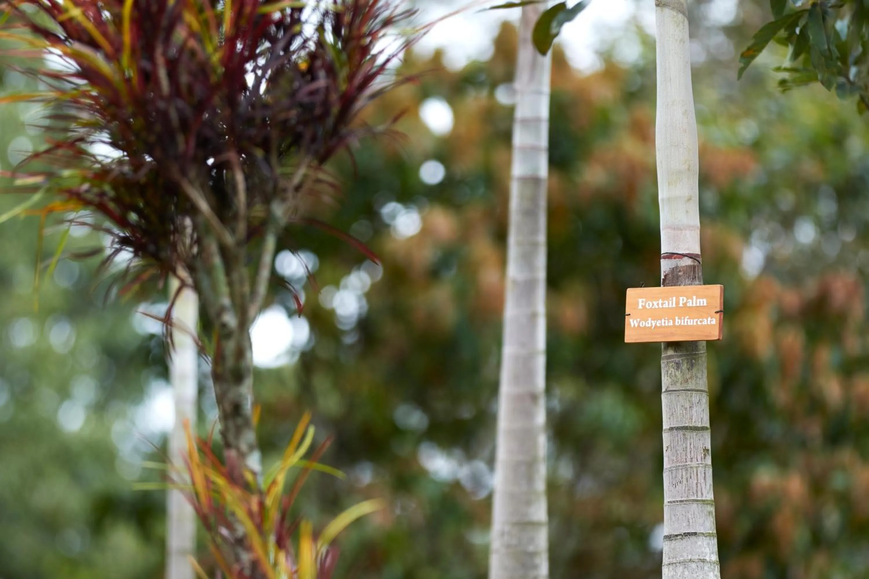 Garden in Manor House Bandarawela By Seven Angels