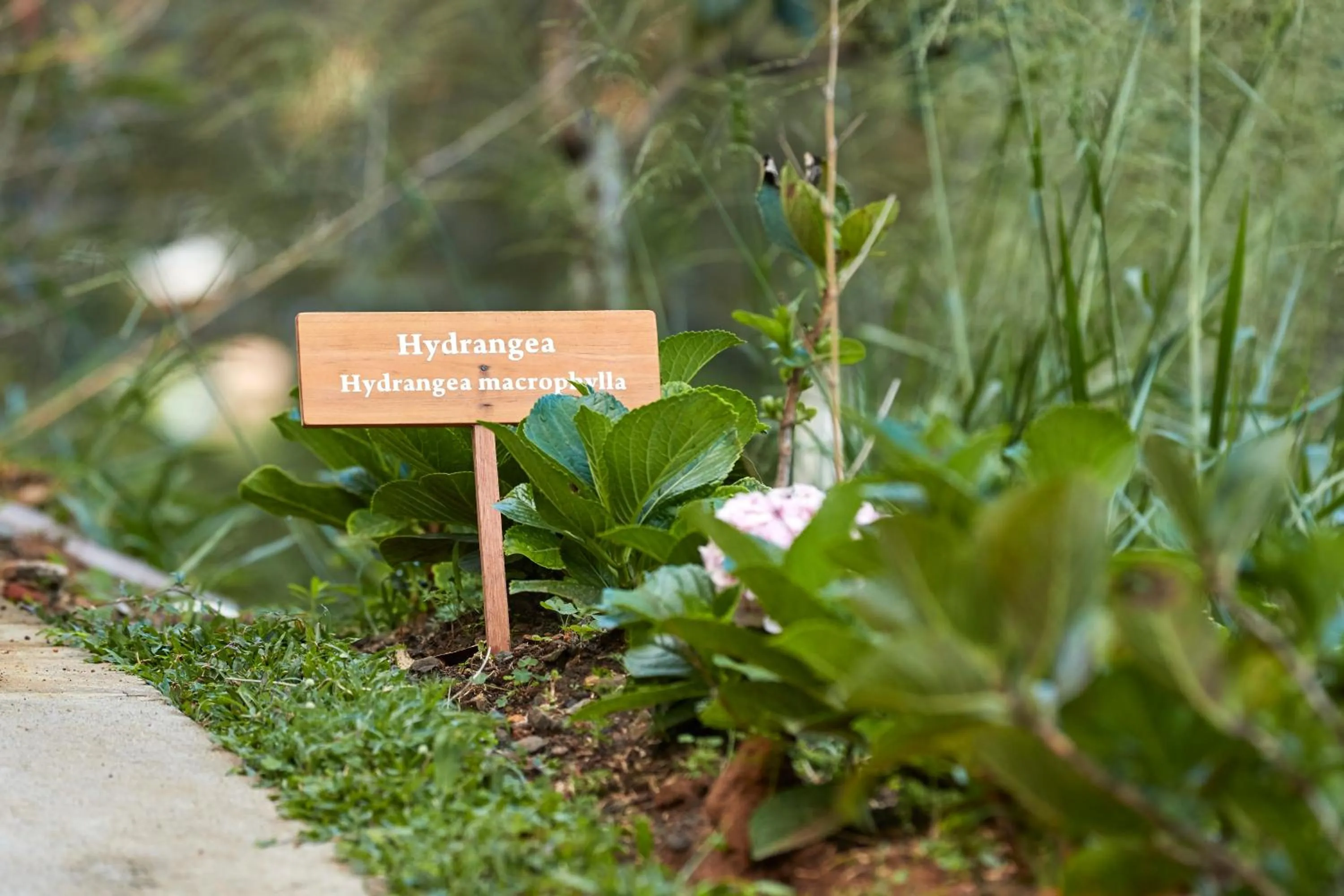 Garden in Manor House Bandarawela By Seven Angels