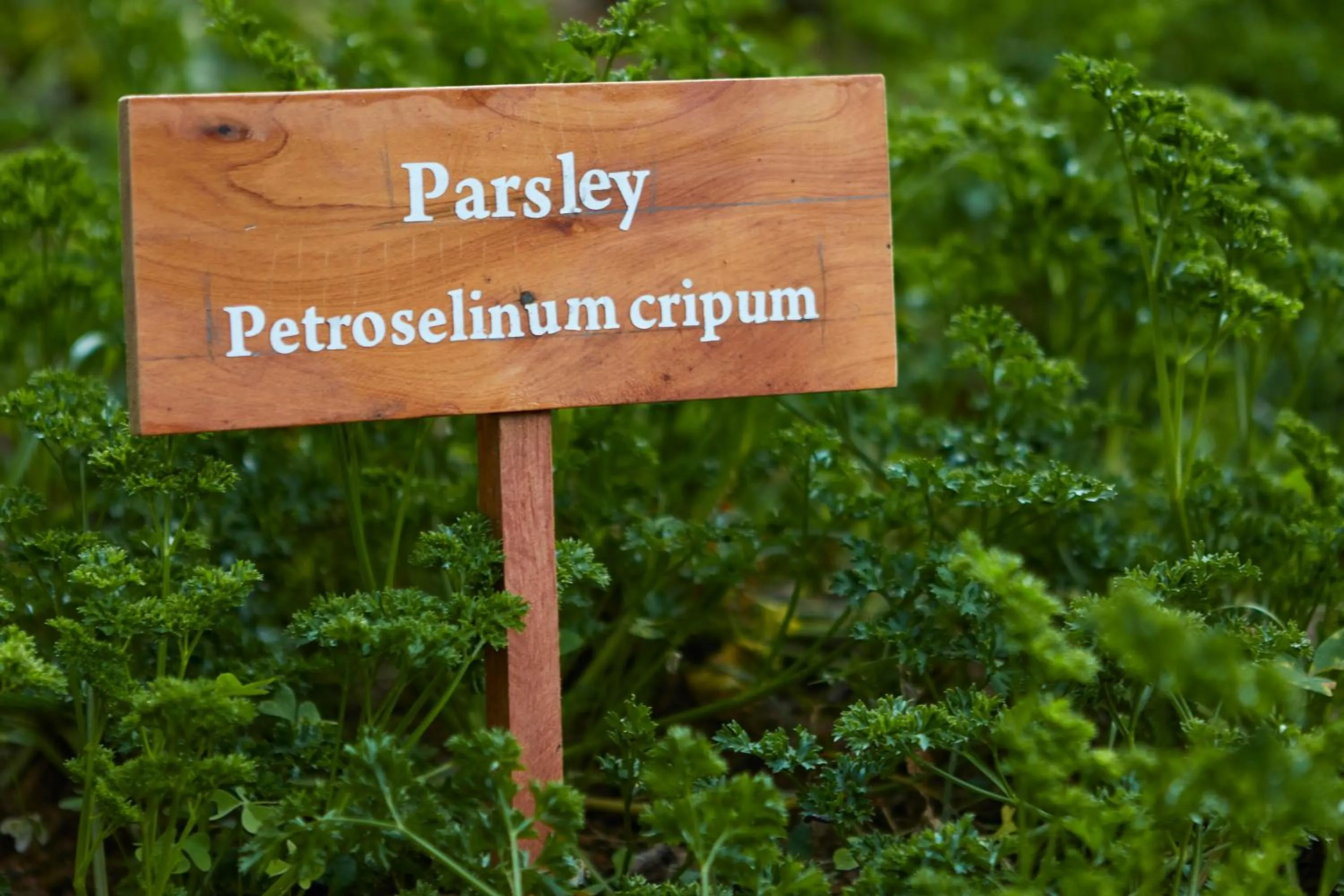 Garden in Manor House Bandarawela By Seven Angels