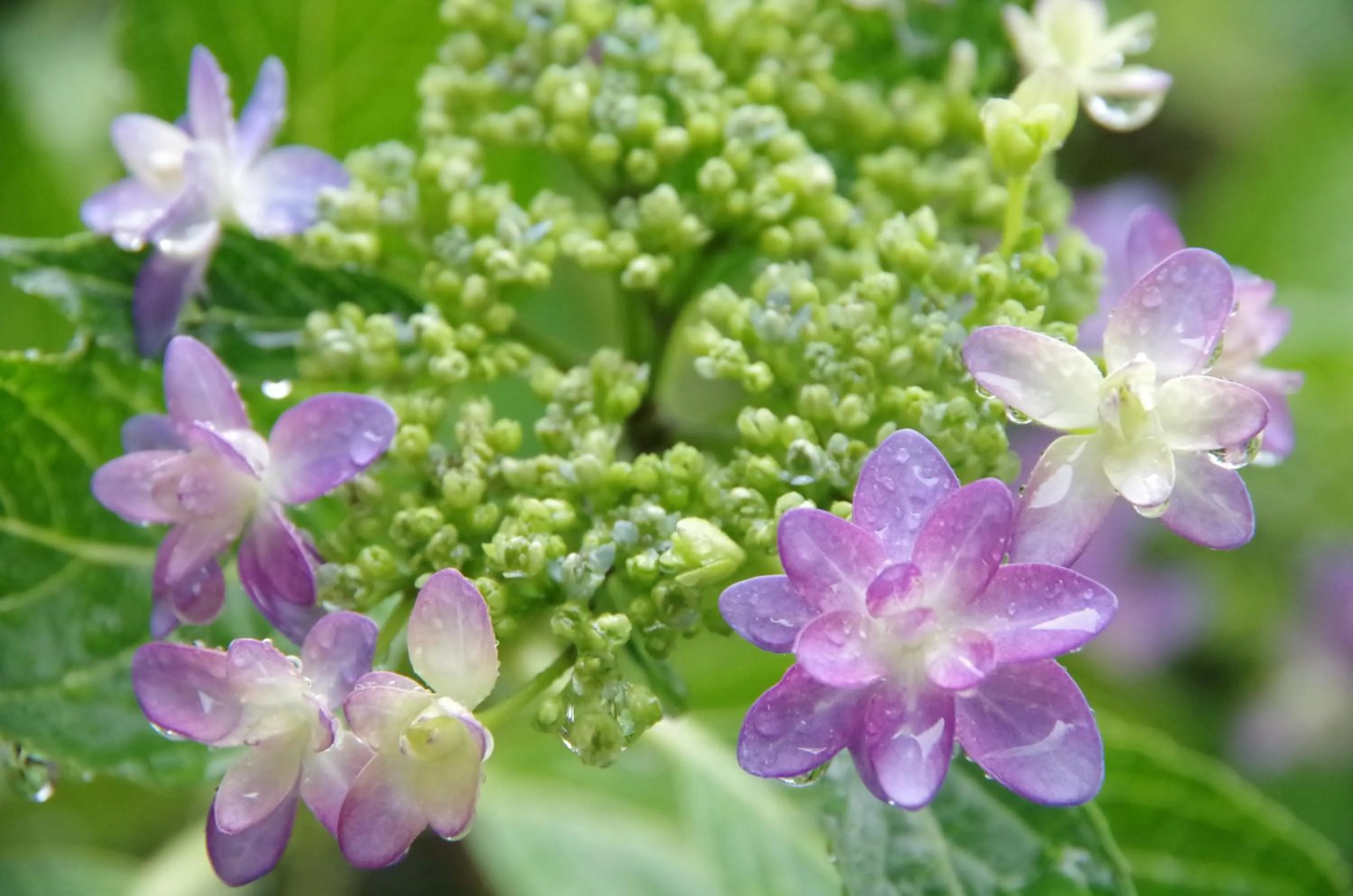 Spring in Ryoso Chatani