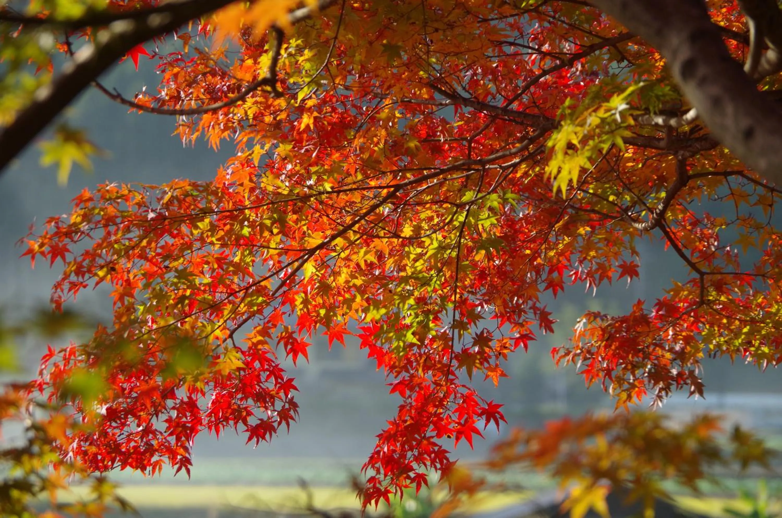 Off site in Ryoso Chatani