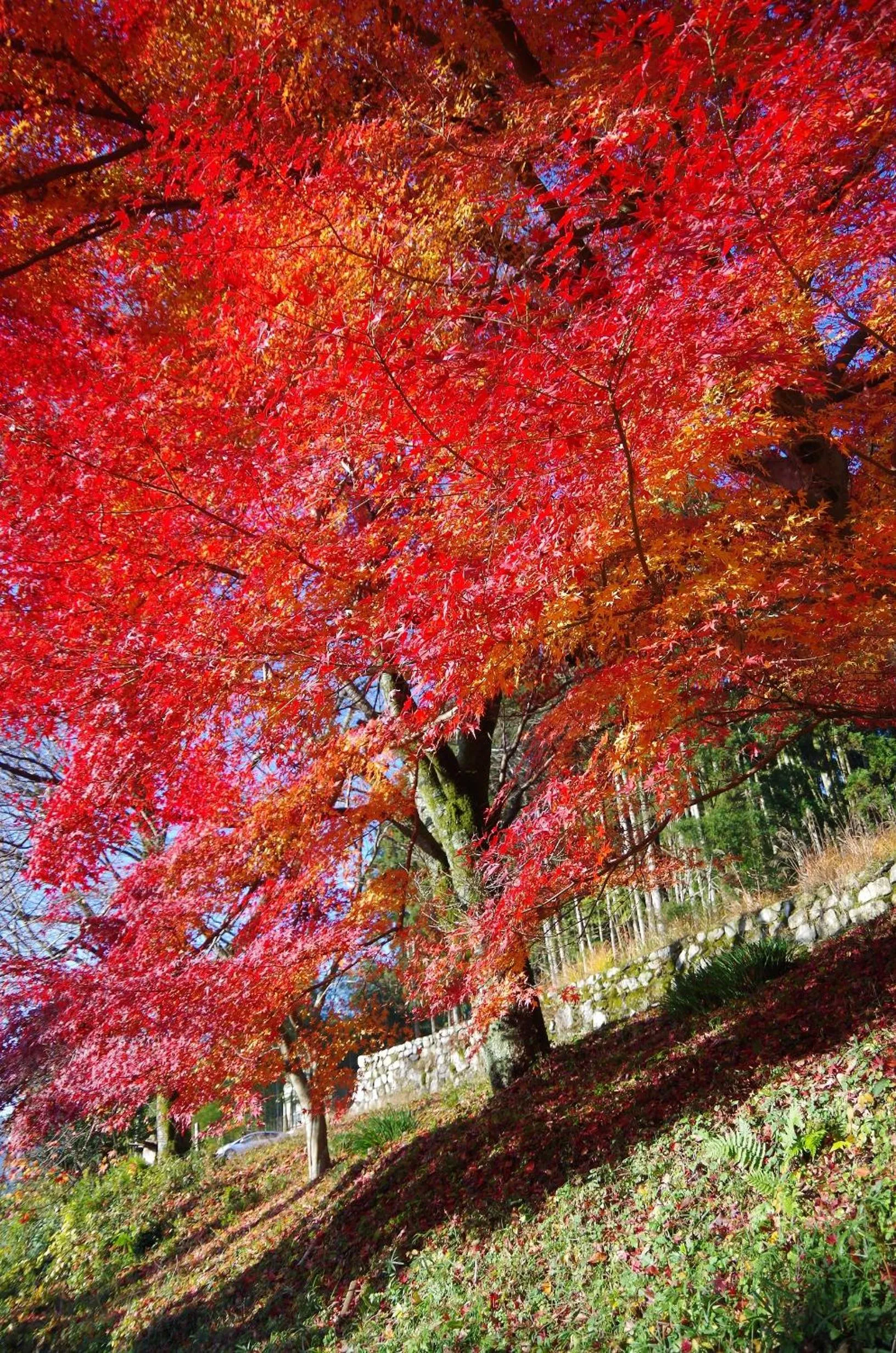 Off site in Ryoso Chatani