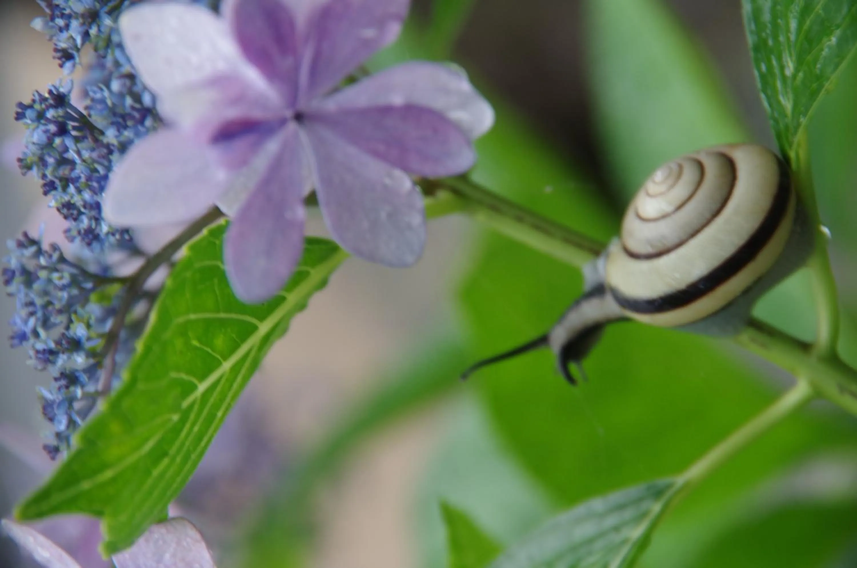 Garden in Ryoso Chatani