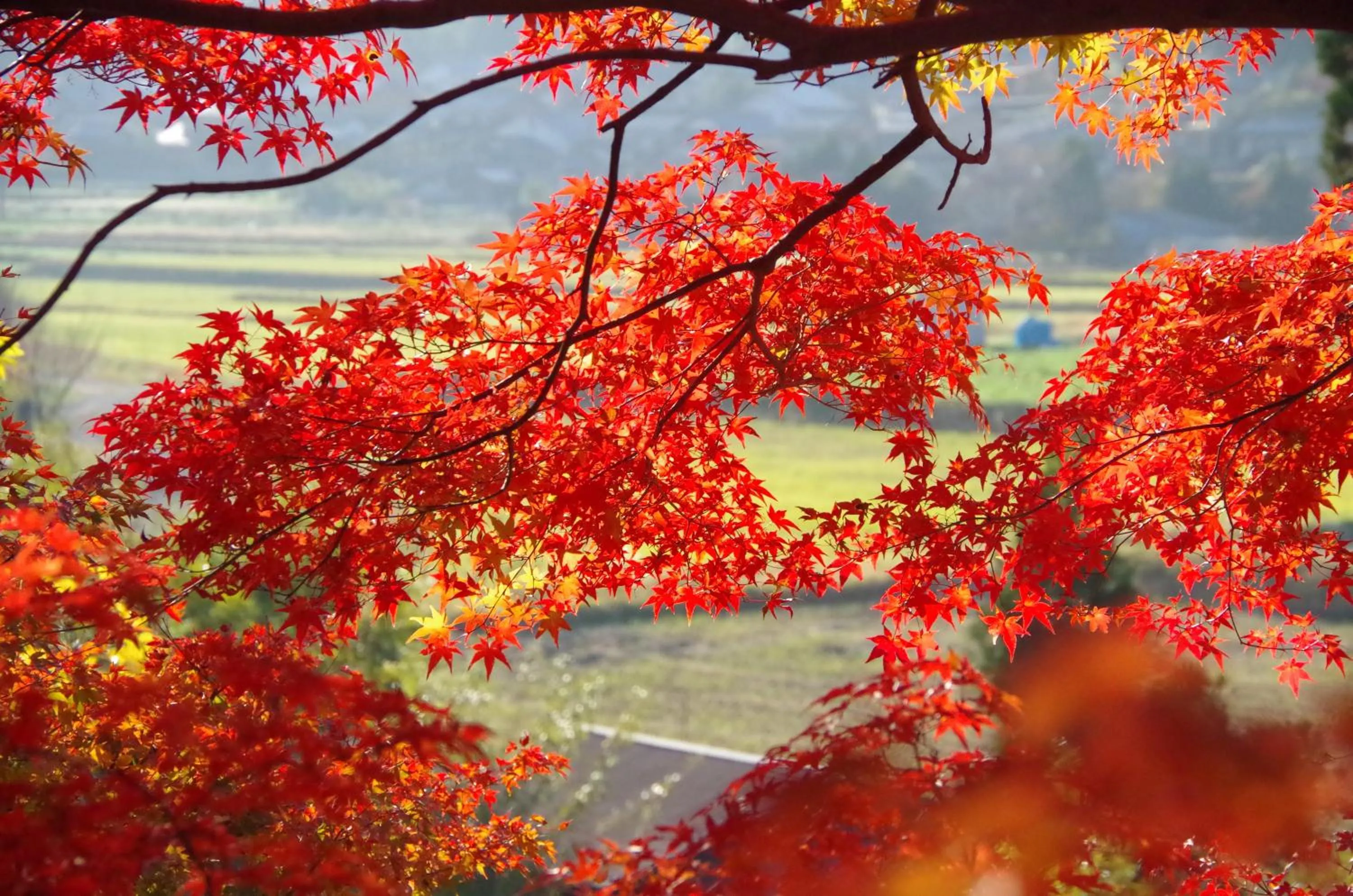 Off site in Ryoso Chatani