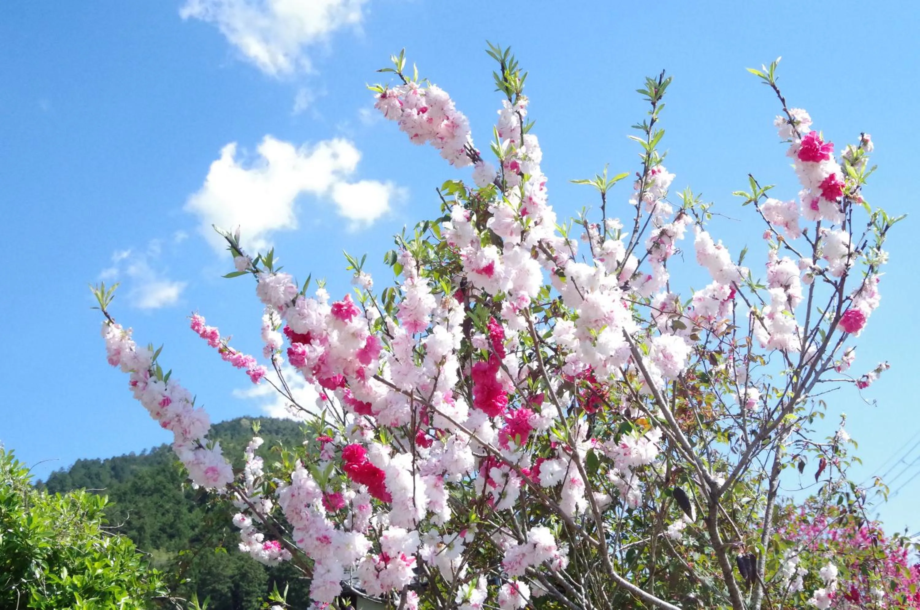 Spring in Ryoso Chatani