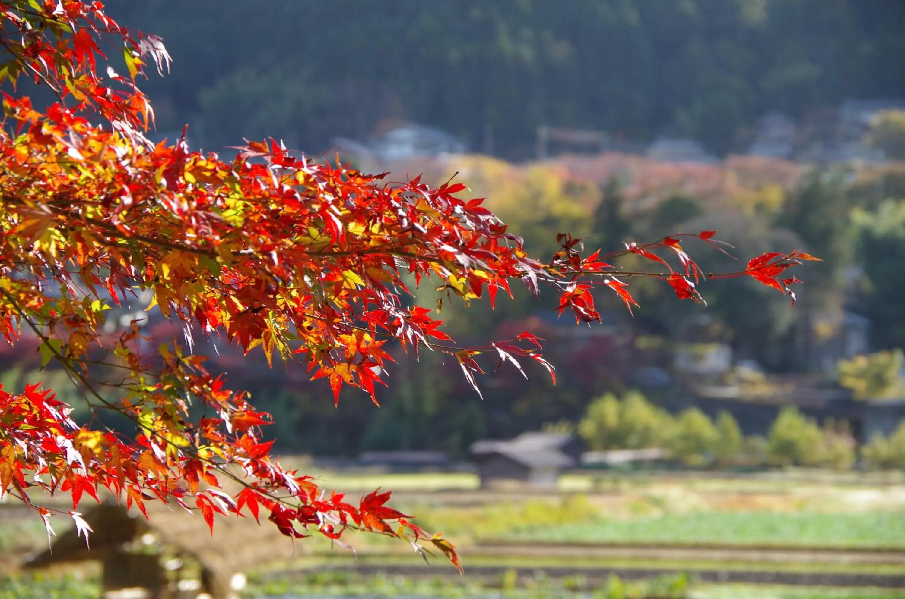 Neighbourhood in Ryoso Chatani