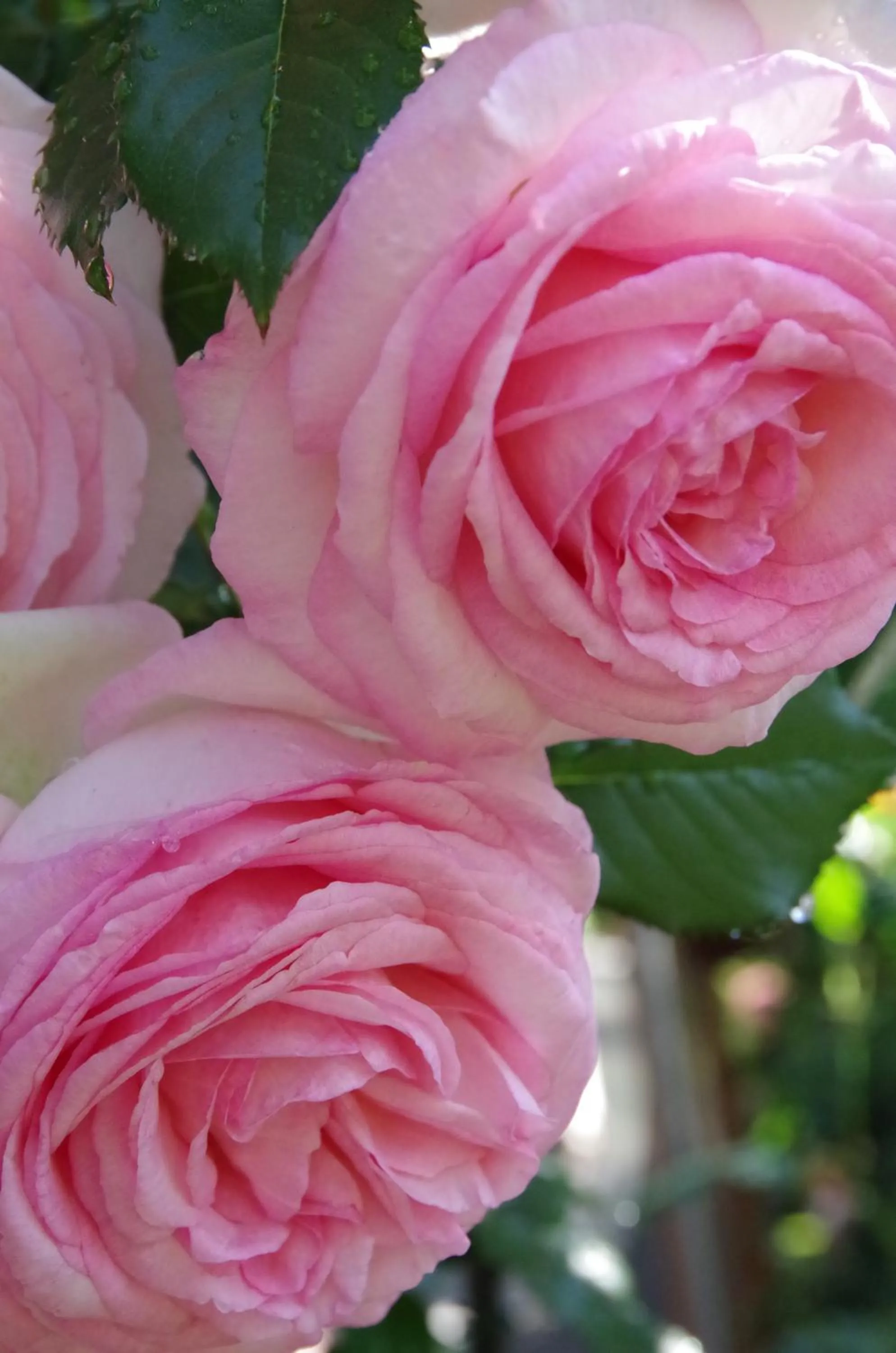 Spring in Ryoso Chatani