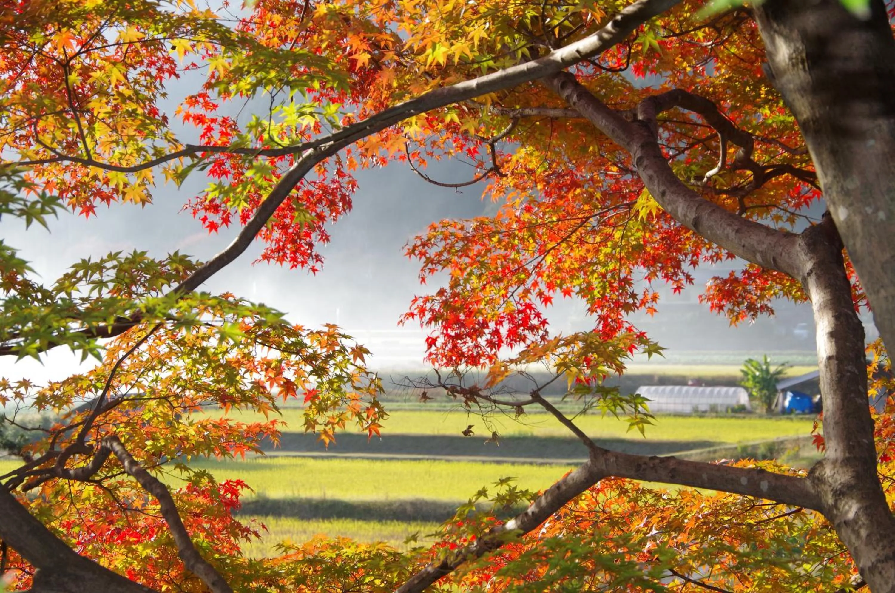 Off site in Ryoso Chatani