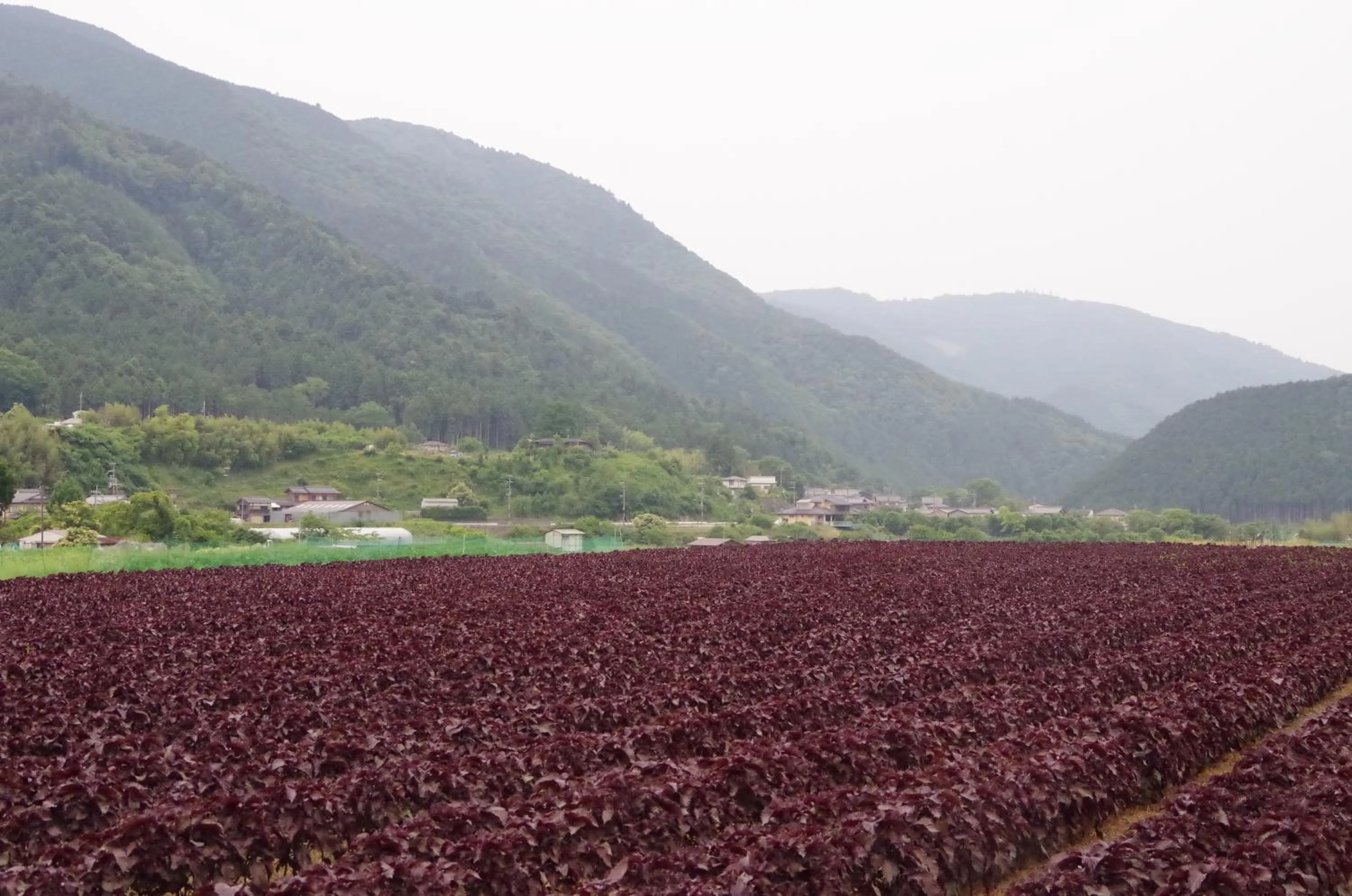 Off site in Ryoso Chatani