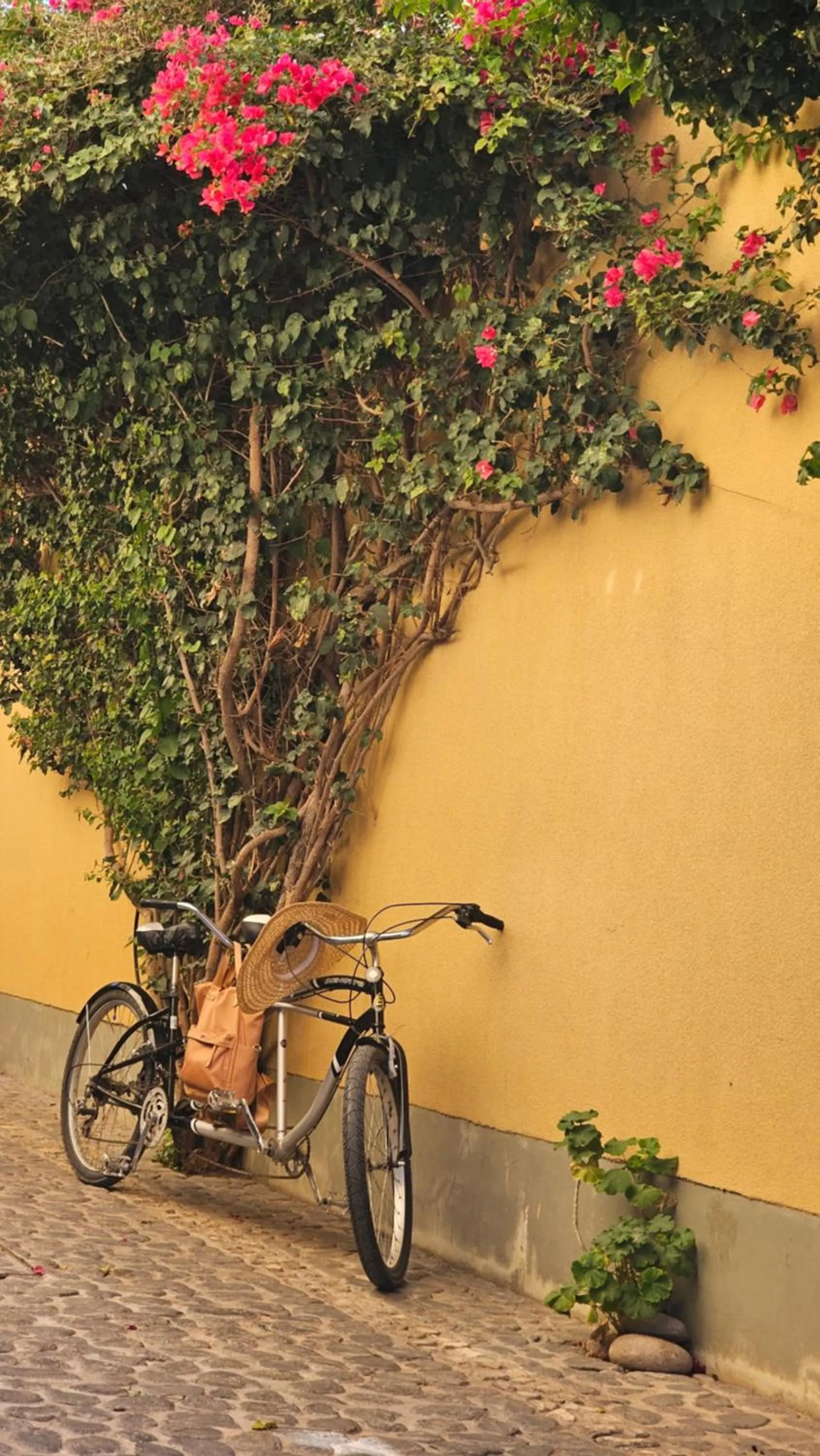 Day in Villa Vicuña Cafayate Boutique Hotel