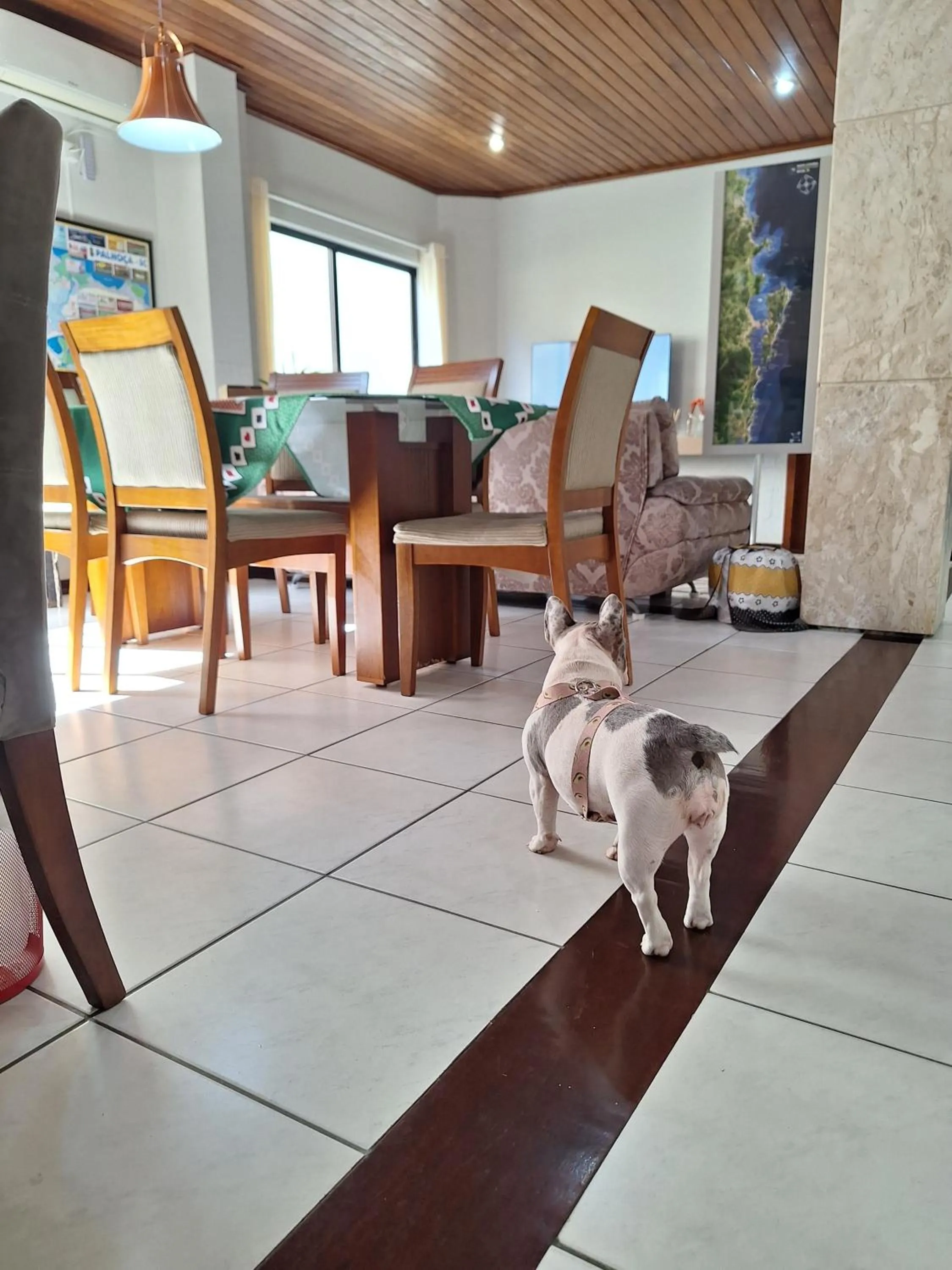 Pets in Hotel Cambirela