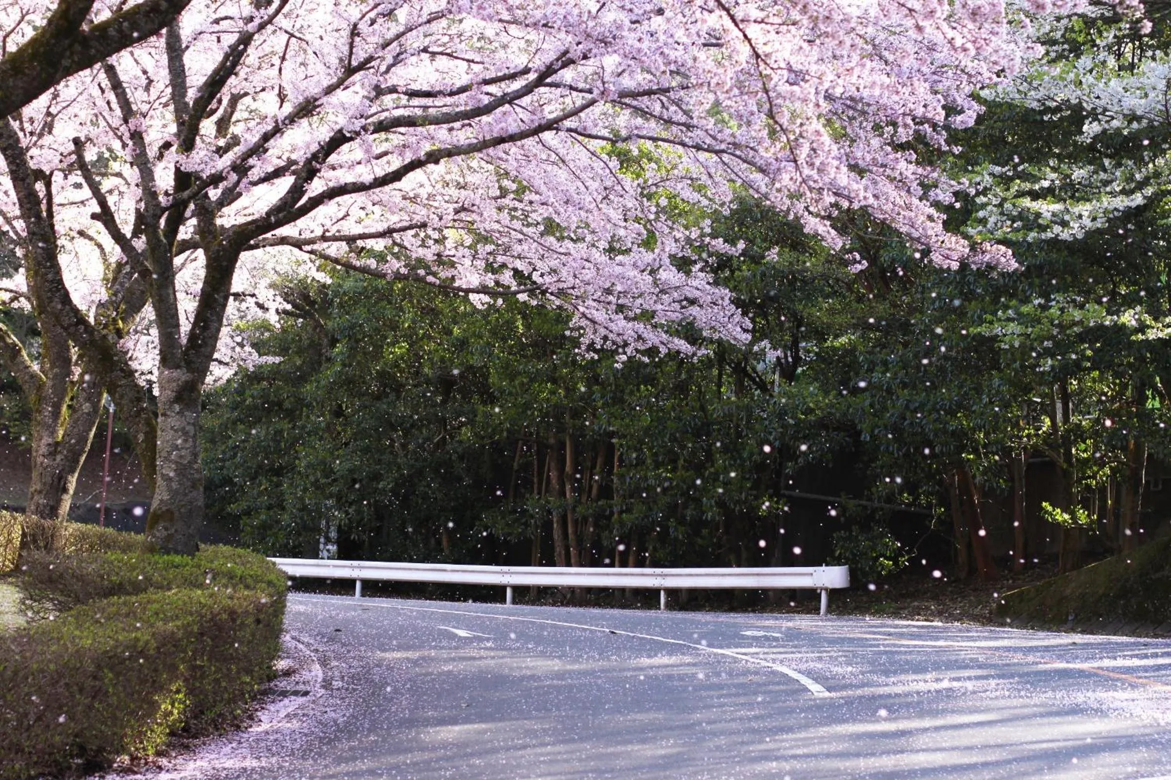 Area and facilities in Laforet Shuzenji Sanshisuimei