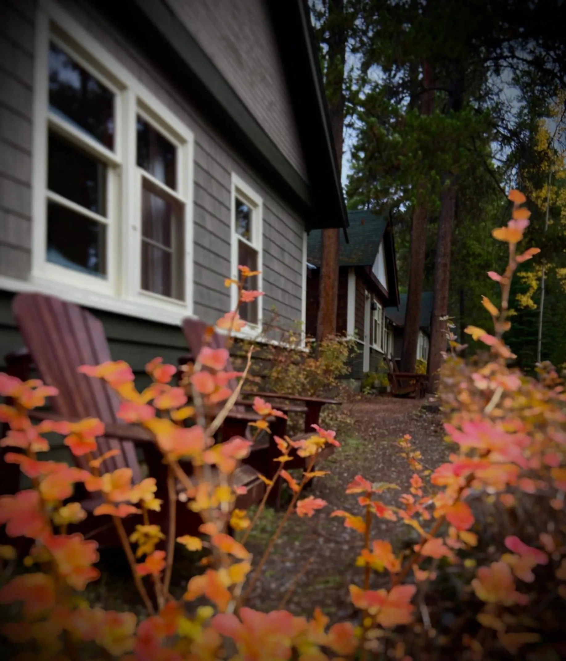Garden in Johnston Canyon Lodge & Bungalows