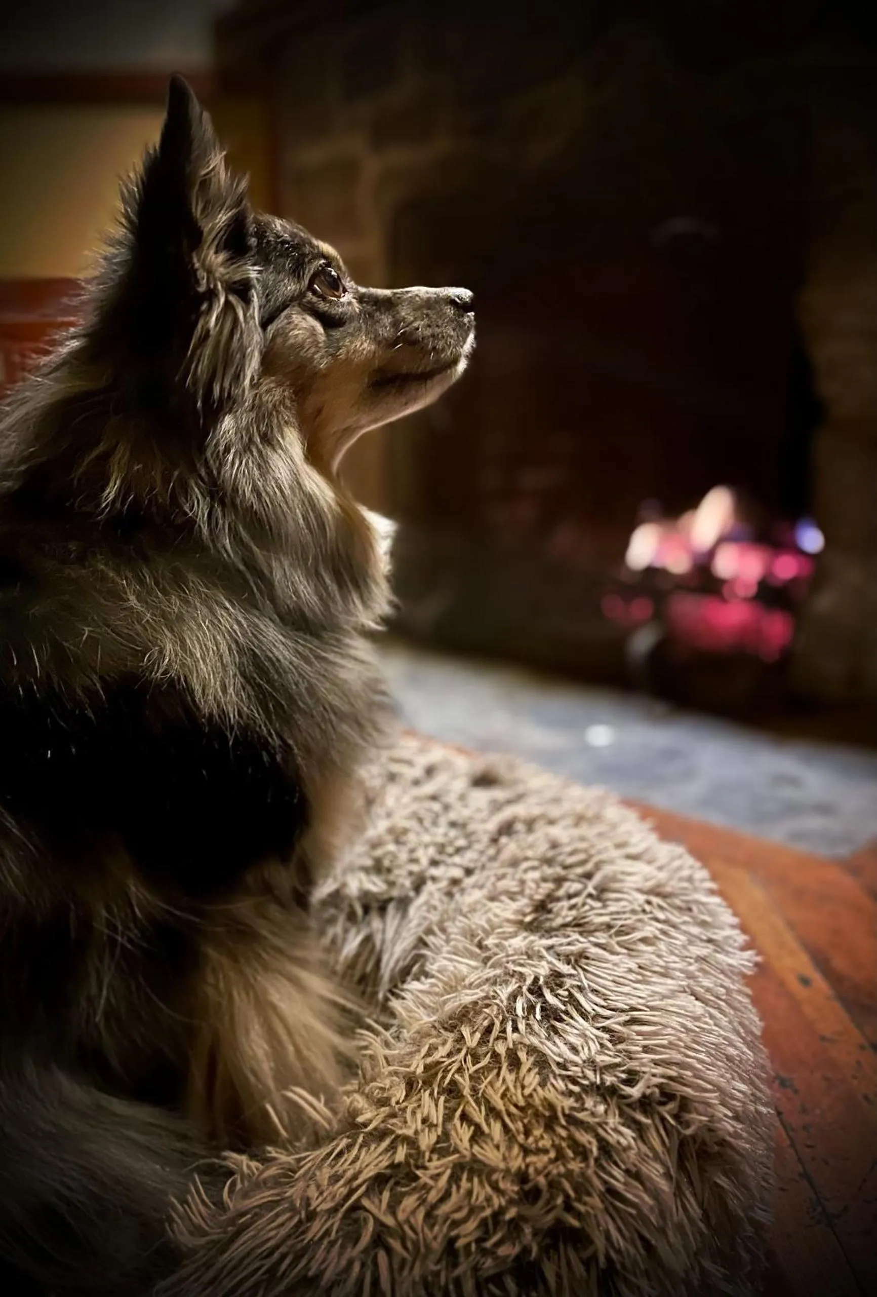 Pets in Johnston Canyon Lodge & Bungalows