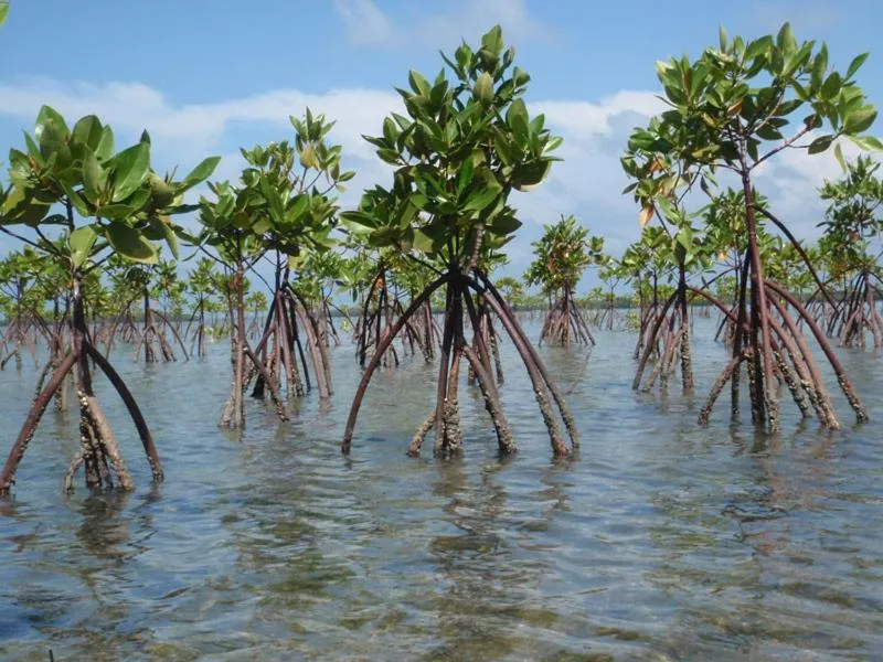 Seagulls Garden Cabanas