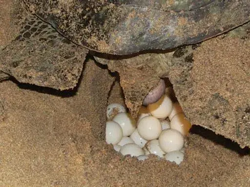 Animals in Seagulls Garden Cabanas Animals in Seagulls Garden Cabanas