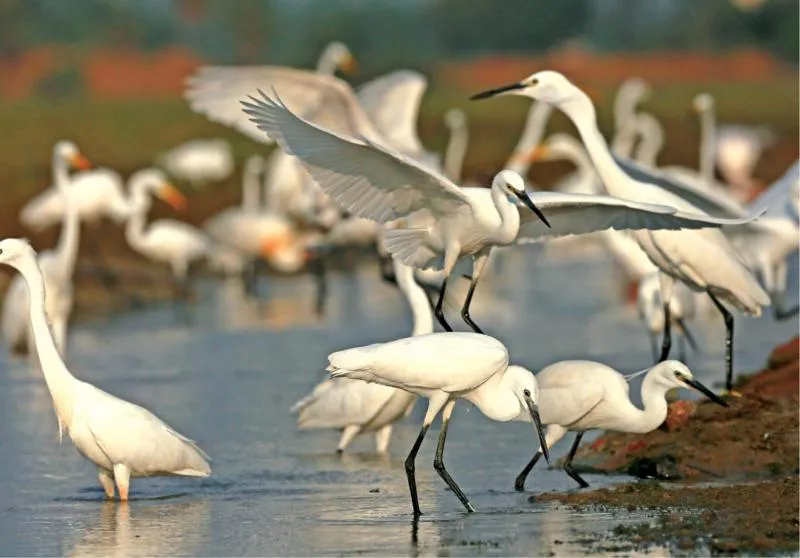 Seagulls Garden Cabanas