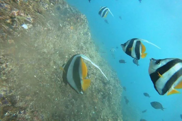Seagulls Garden Cabanas